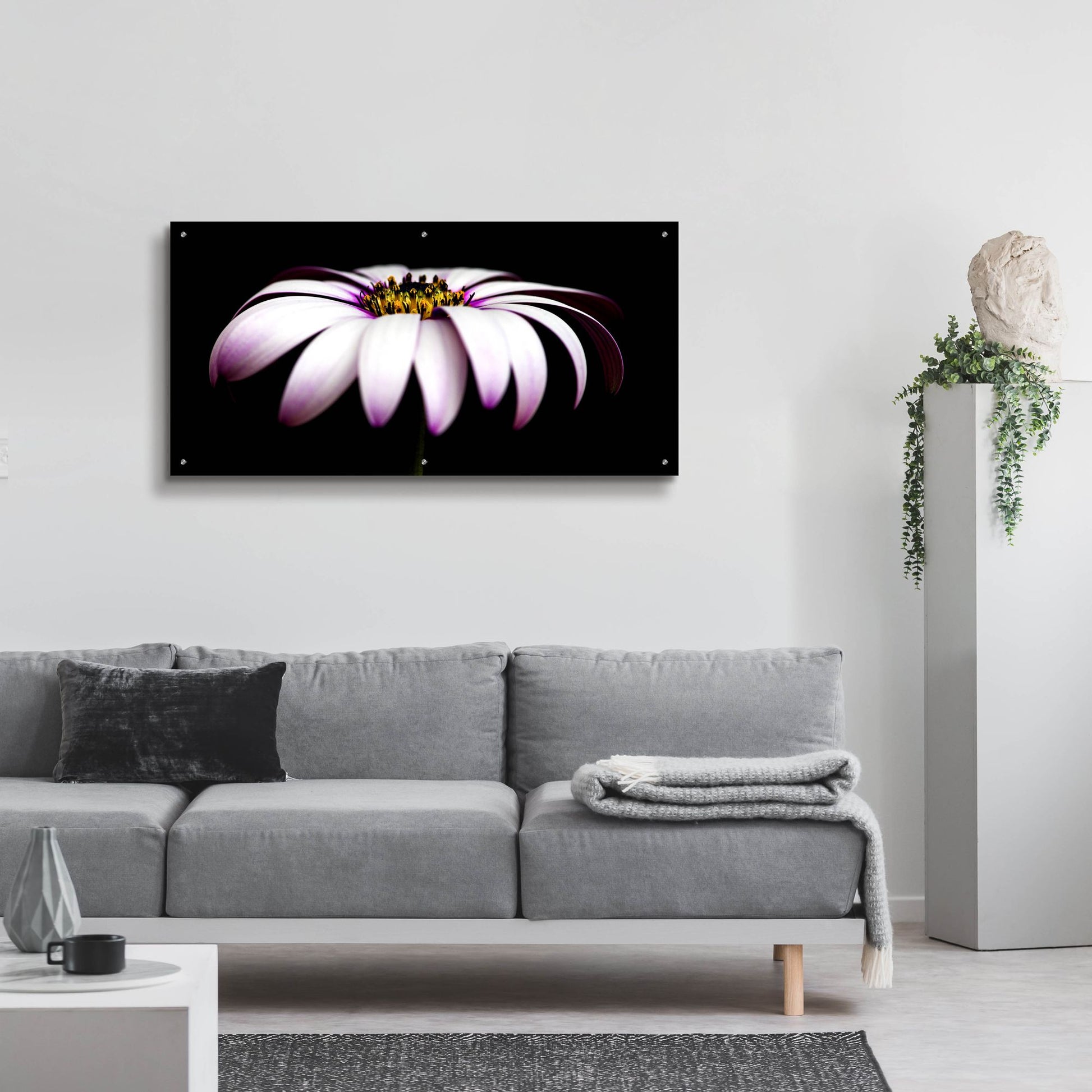 Epic Art 'Pink Osteospurmum on Black Panoramic' by Tom Quartermaine, Acrylic Glass Wall Art,48x24