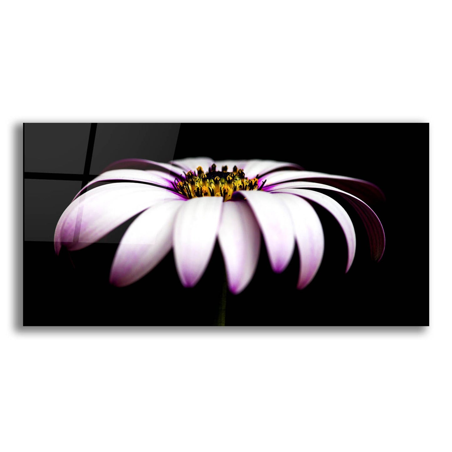 Epic Art 'Pink Osteospurmum on Black Panoramic' by Tom Quartermaine, Acrylic Glass Wall Art