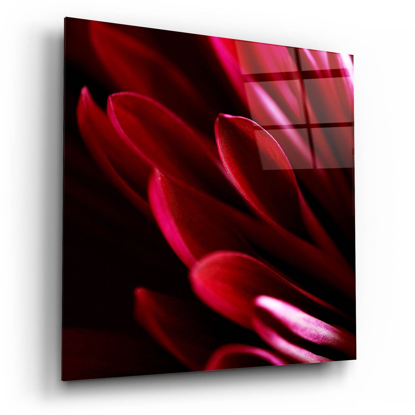 Epic Art 'Red Chrysanthemum Close up 01' by Tom Quartermaine, Acrylic Glass Wall Art,12x12