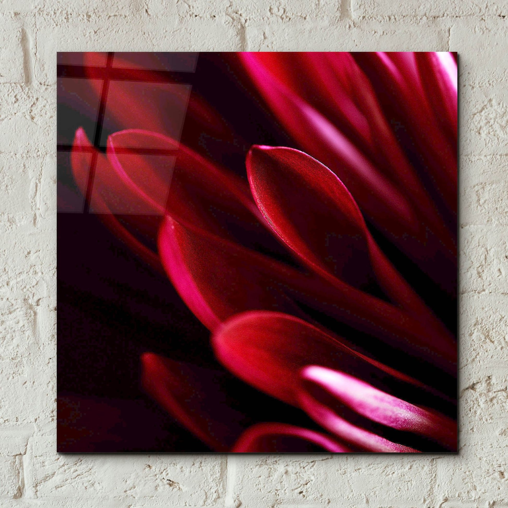 Epic Art 'Red Chrysanthemum Close up 01' by Tom Quartermaine, Acrylic Glass Wall Art,12x12