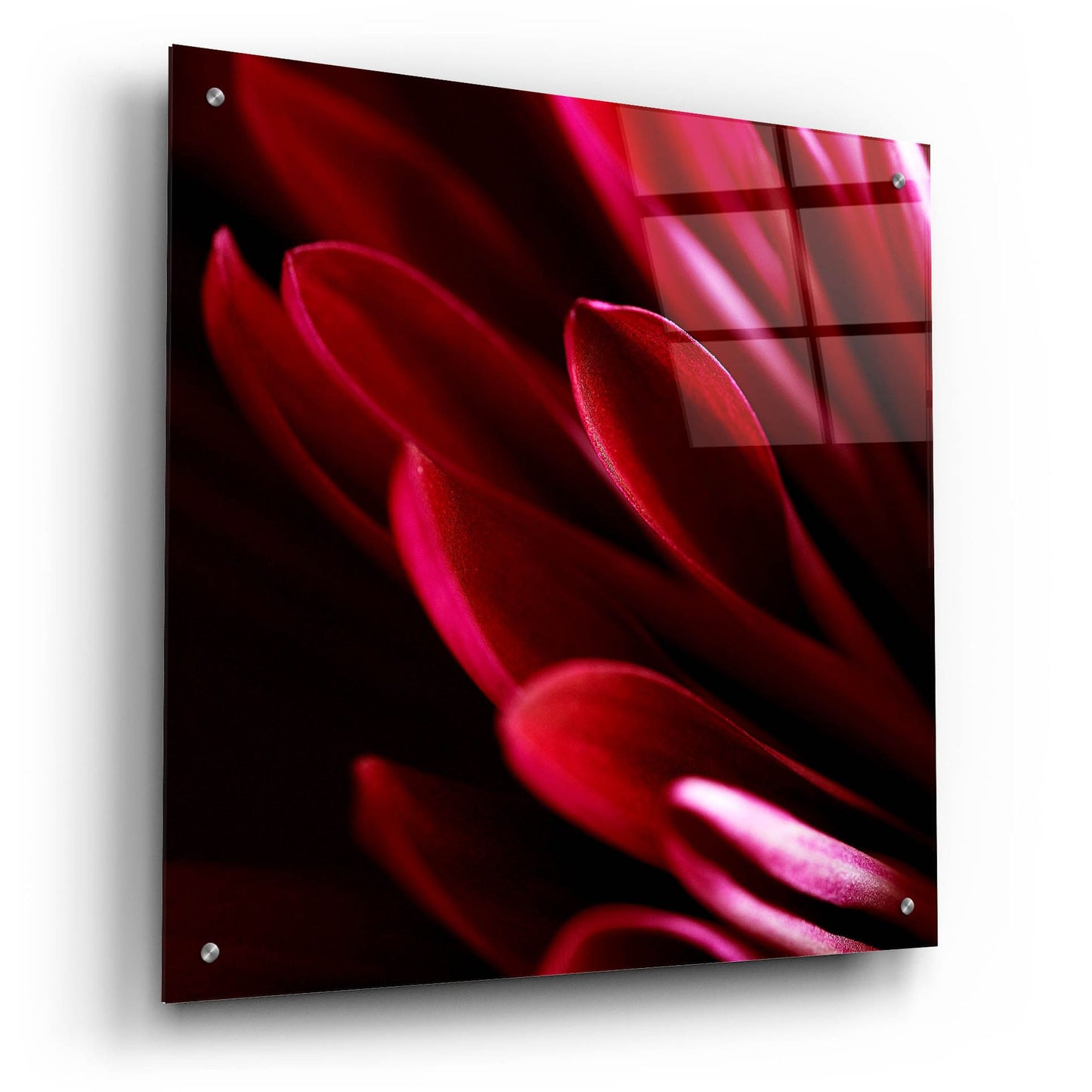 Epic Art 'Red Chrysanthemum Close up 01' by Tom Quartermaine, Acrylic Glass Wall Art,24x24