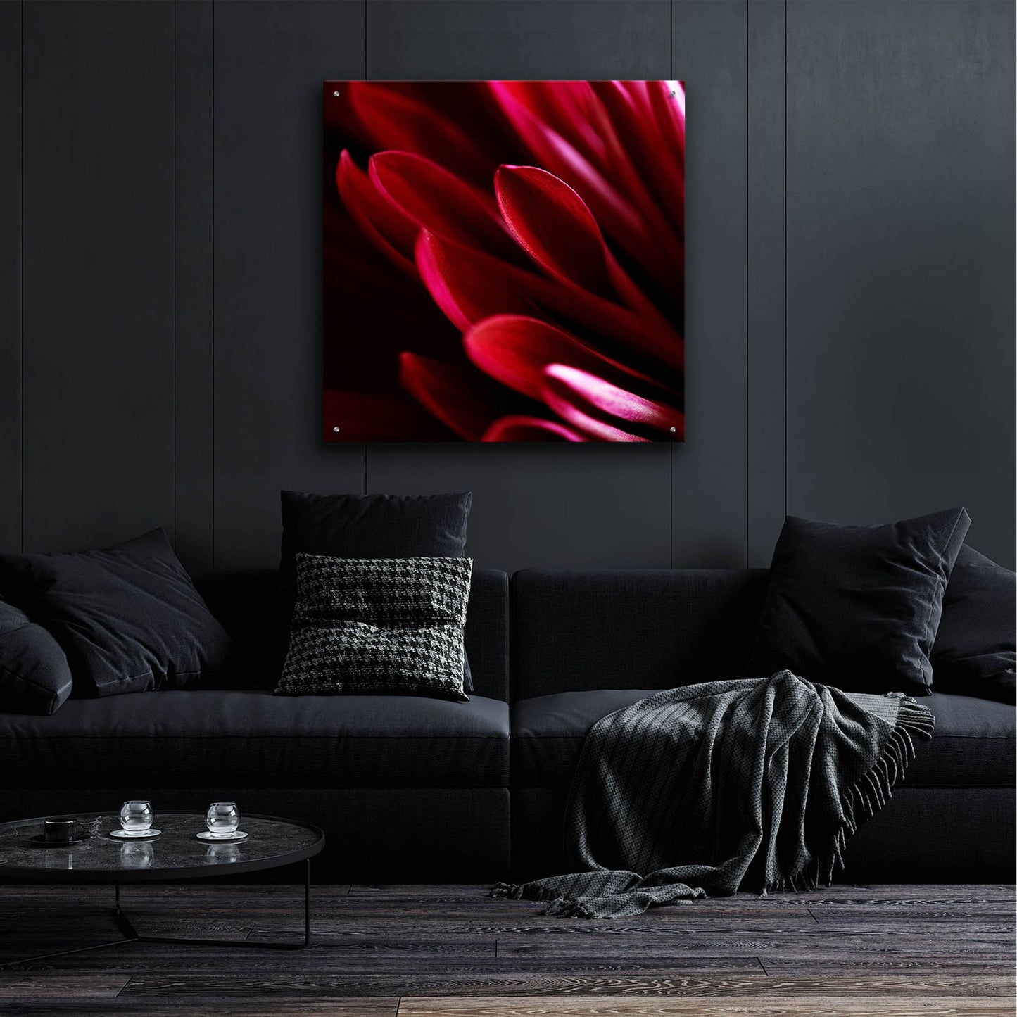 Epic Art 'Red Chrysanthemum Close up 01' by Tom Quartermaine, Acrylic Glass Wall Art,36x36