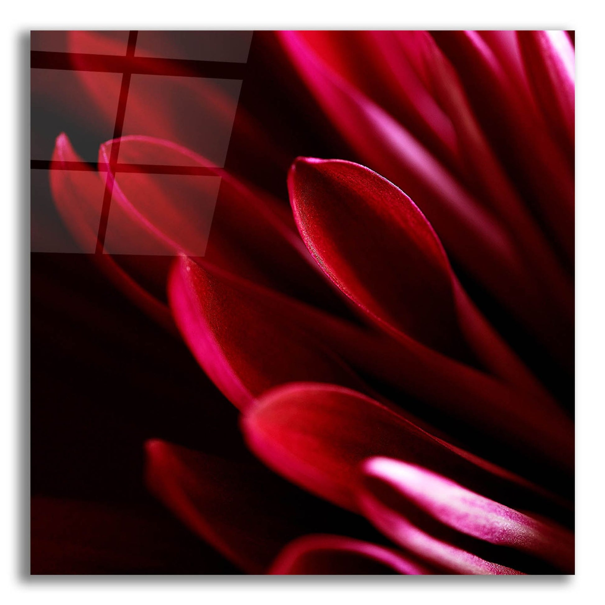 Epic Art 'Red Chrysanthemum Close up 01' by Tom Quartermaine, Acrylic Glass Wall Art