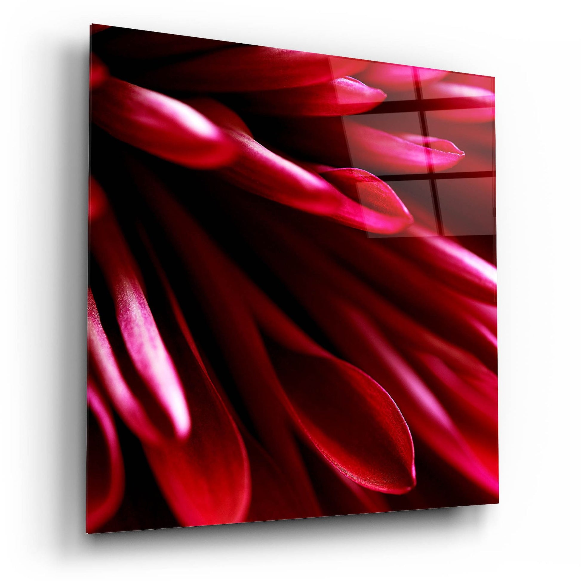 Epic Art 'Red Chrysanthemum Close up 02' by Tom Quartermaine, Acrylic Glass Wall Art,12x12