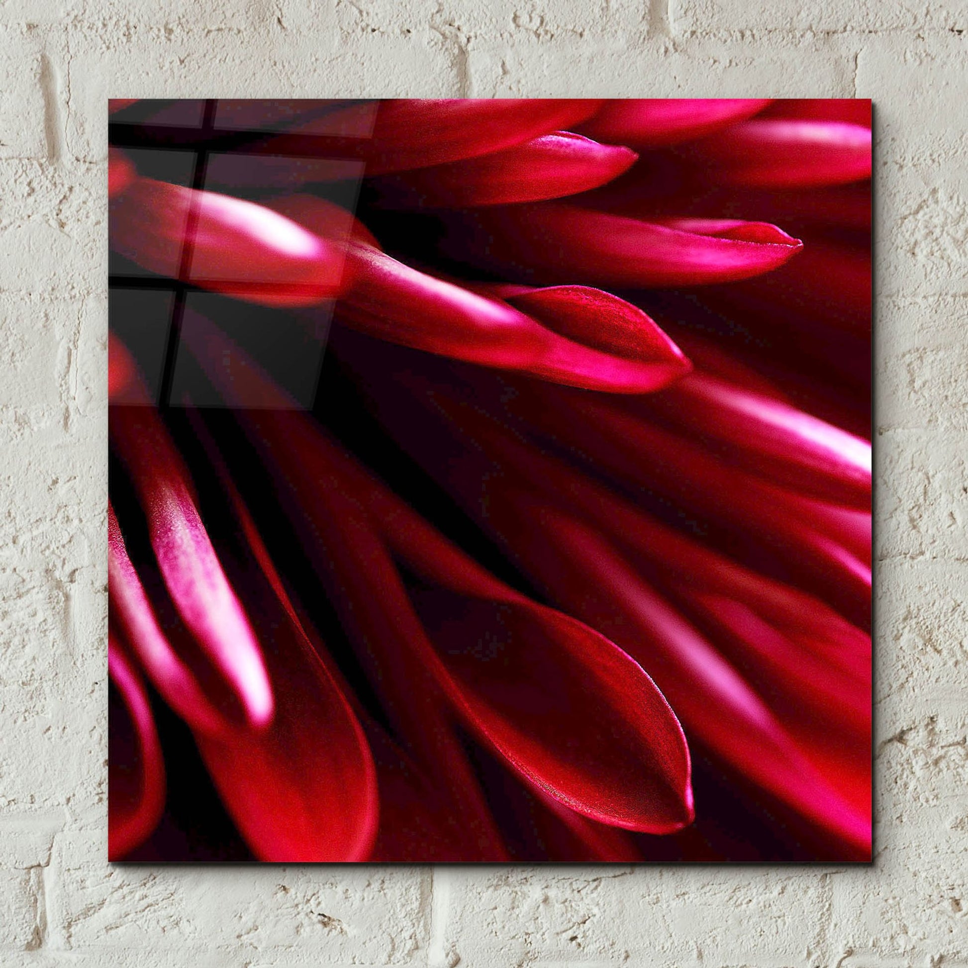 Epic Art 'Red Chrysanthemum Close up 02' by Tom Quartermaine, Acrylic Glass Wall Art,12x12