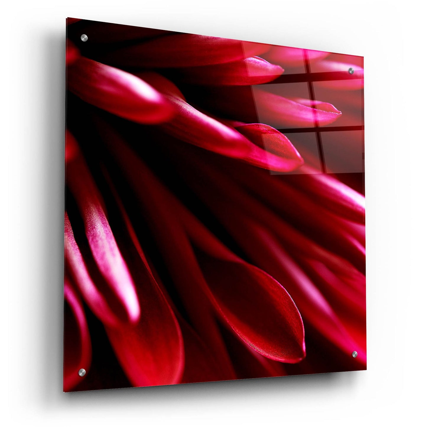 Epic Art 'Red Chrysanthemum Close up 02' by Tom Quartermaine, Acrylic Glass Wall Art,24x24