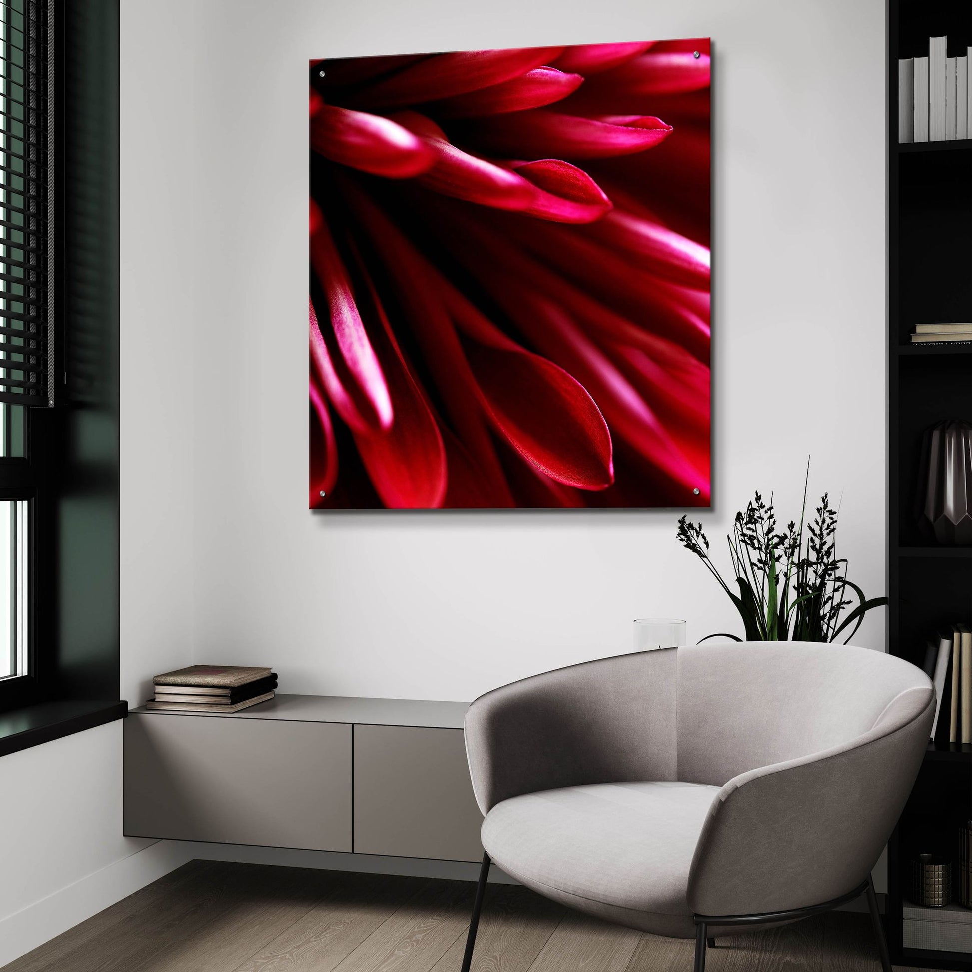 Epic Art 'Red Chrysanthemum Close up 02' by Tom Quartermaine, Acrylic Glass Wall Art,36x36