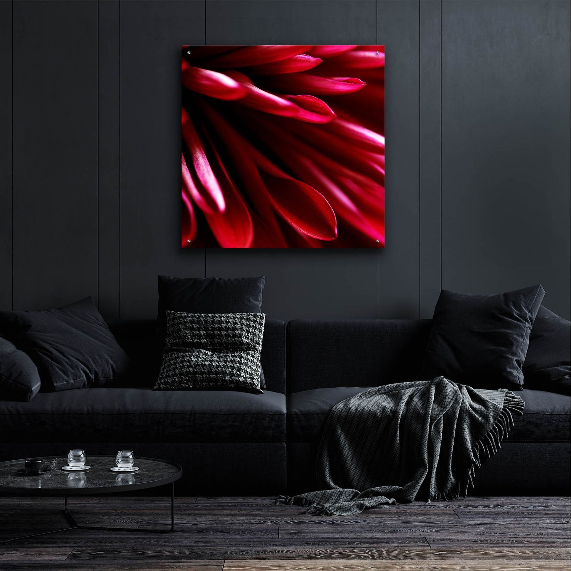 Epic Art 'Red Chrysanthemum Close up 02' by Tom Quartermaine, Acrylic Glass Wall Art,36x36