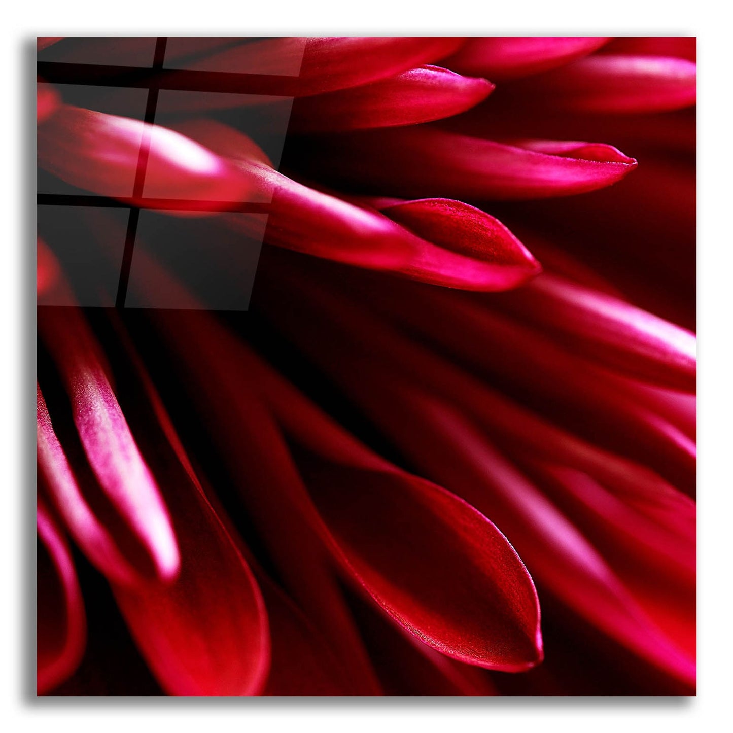 Epic Art 'Red Chrysanthemum Close up 02' by Tom Quartermaine, Acrylic Glass Wall Art