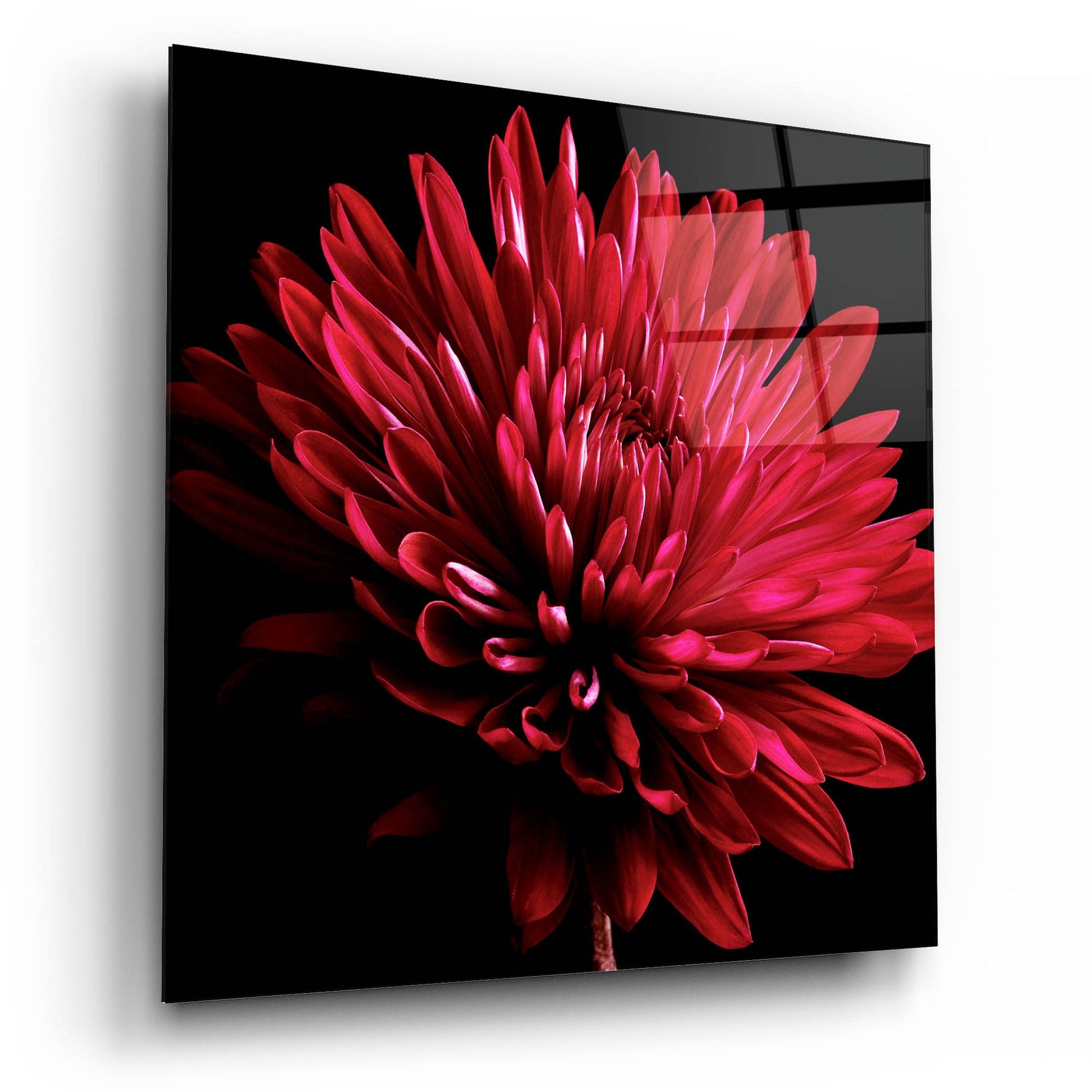 Epic Art 'Red Chrysanthemum on Black' by Tom Quartermaine, Acrylic Glass Wall Art,12x12