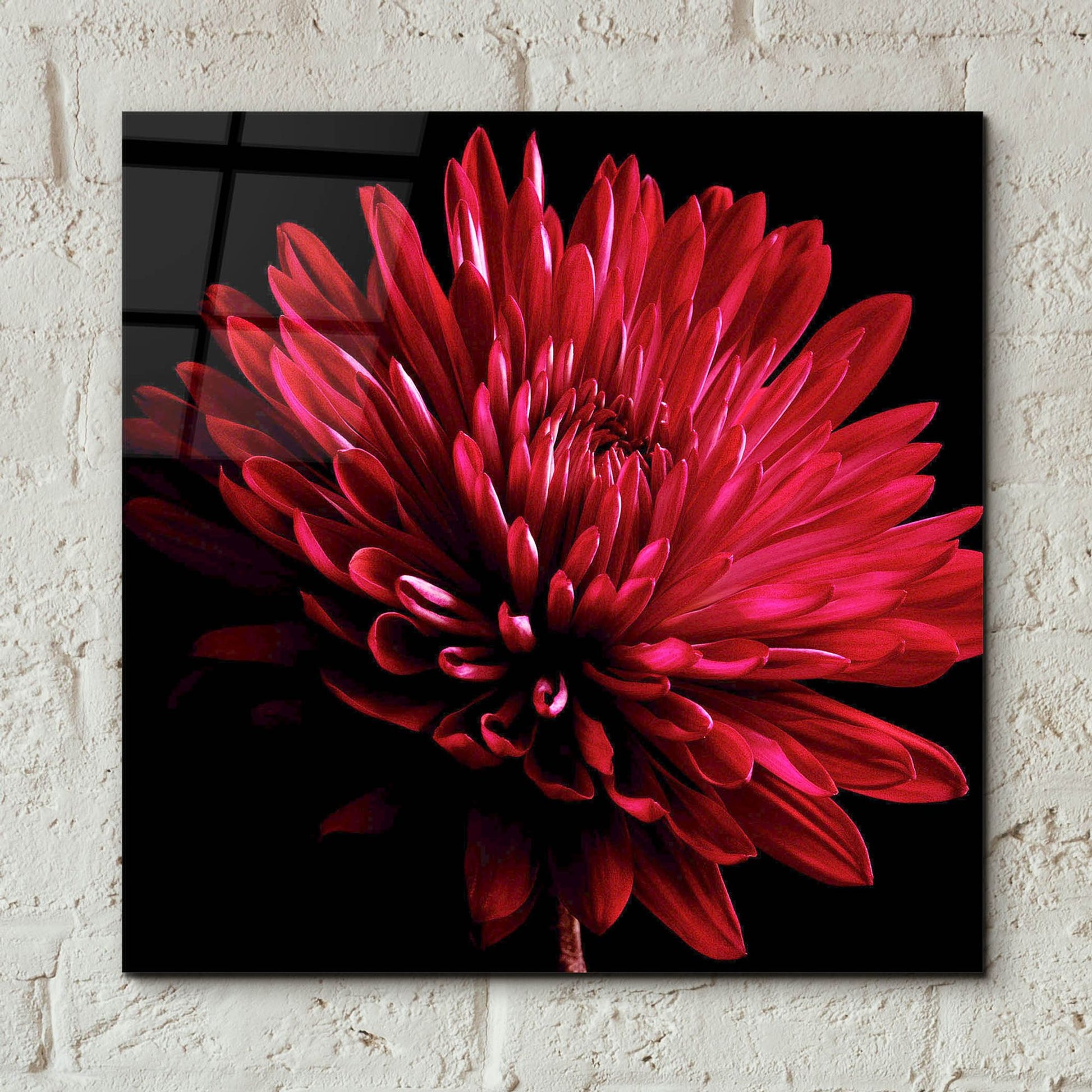 Epic Art 'Red Chrysanthemum on Black' by Tom Quartermaine, Acrylic Glass Wall Art,12x12