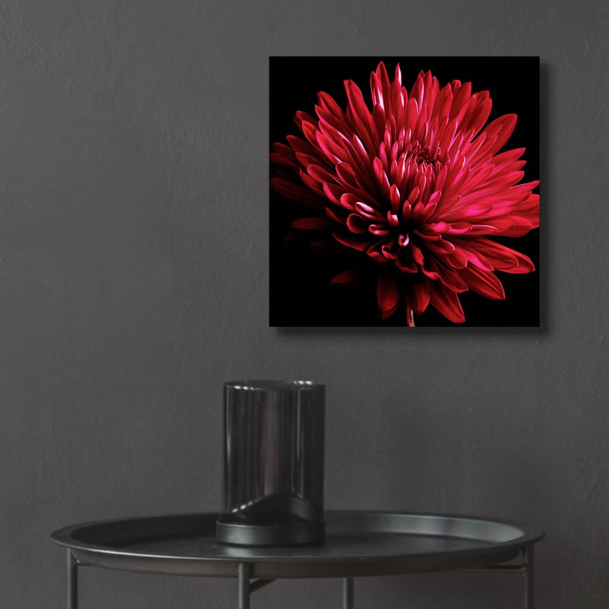 Epic Art 'Red Chrysanthemum on Black' by Tom Quartermaine, Acrylic Glass Wall Art,12x12