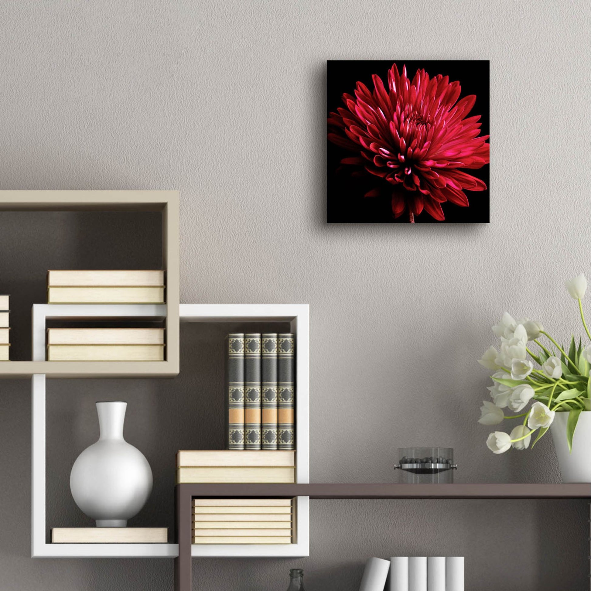 Epic Art 'Red Chrysanthemum on Black' by Tom Quartermaine, Acrylic Glass Wall Art,12x12