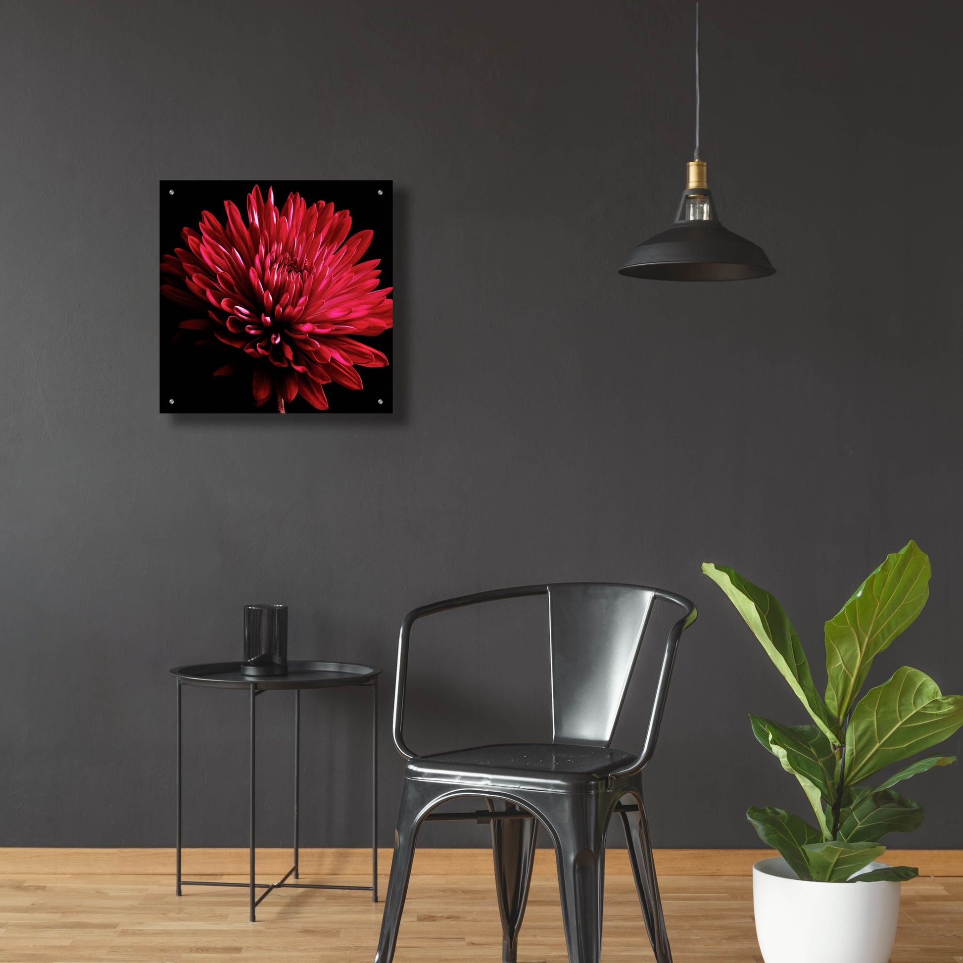 Epic Art 'Red Chrysanthemum on Black' by Tom Quartermaine, Acrylic Glass Wall Art,24x24