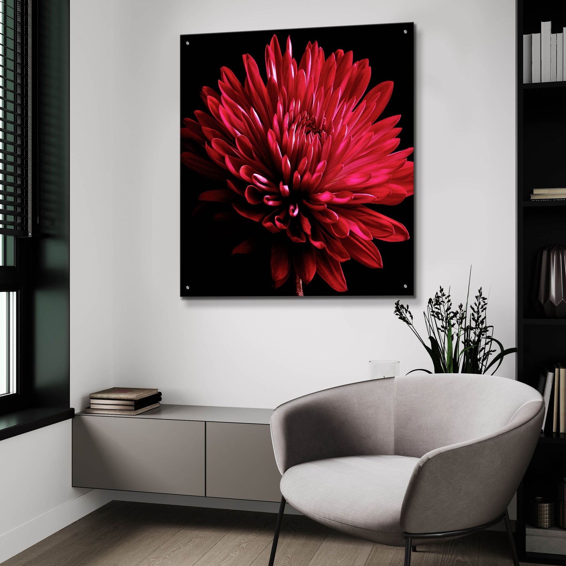 Epic Art 'Red Chrysanthemum on Black' by Tom Quartermaine, Acrylic Glass Wall Art,36x36