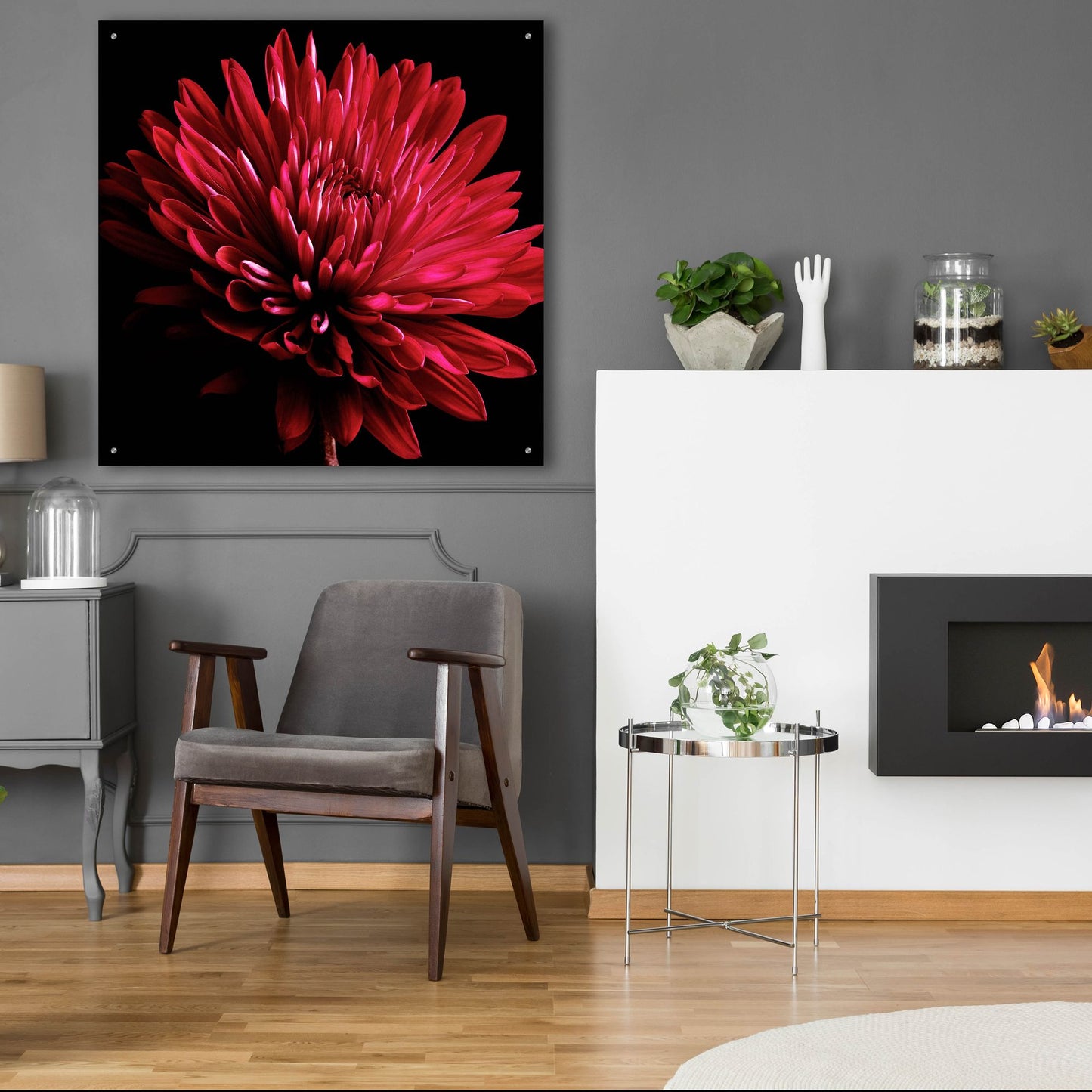 Epic Art 'Red Chrysanthemum on Black' by Tom Quartermaine, Acrylic Glass Wall Art,36x36