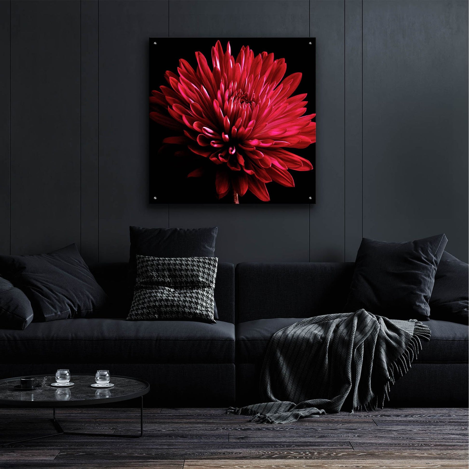 Epic Art 'Red Chrysanthemum on Black' by Tom Quartermaine, Acrylic Glass Wall Art,36x36