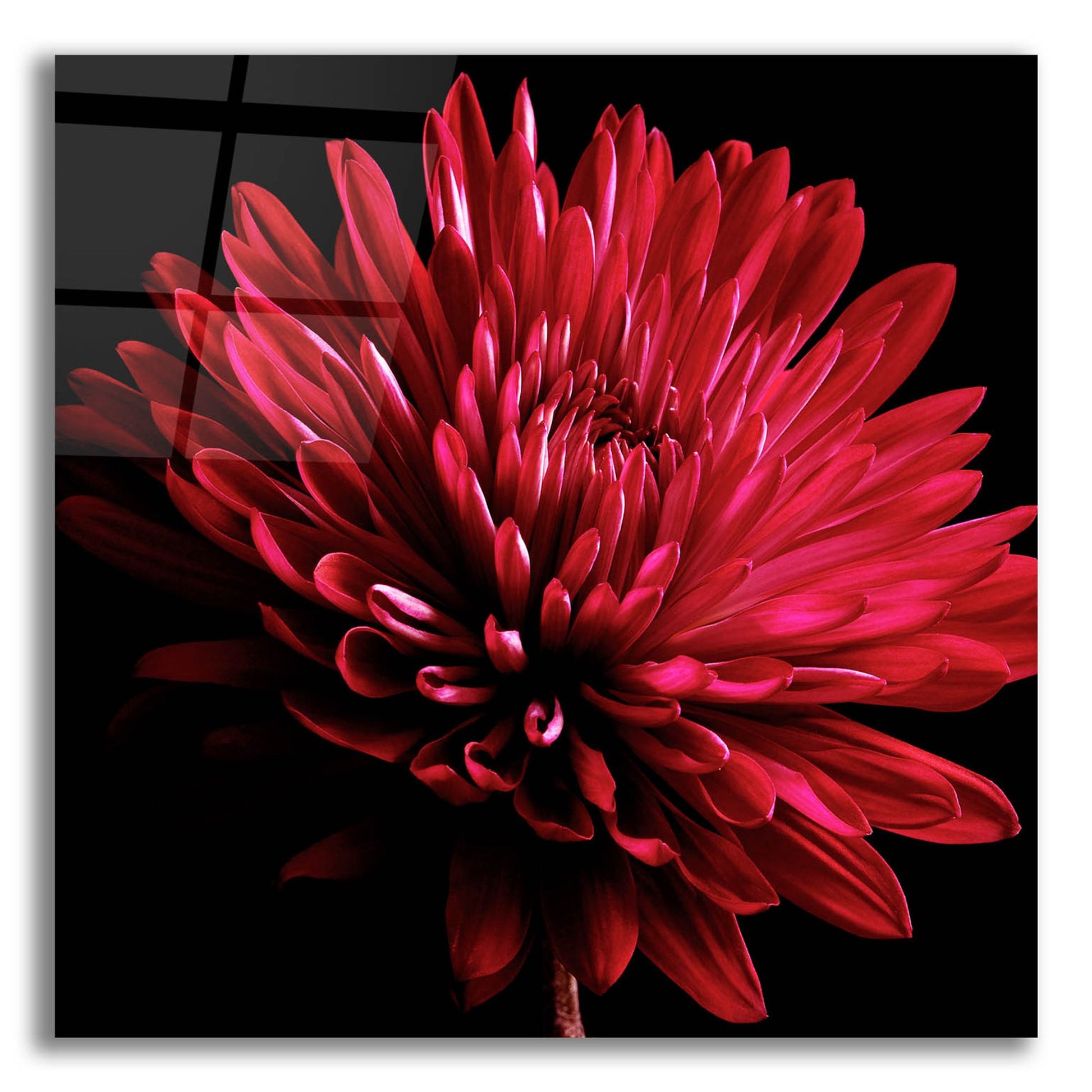 Epic Art 'Red Chrysanthemum on Black' by Tom Quartermaine, Acrylic Glass Wall Art