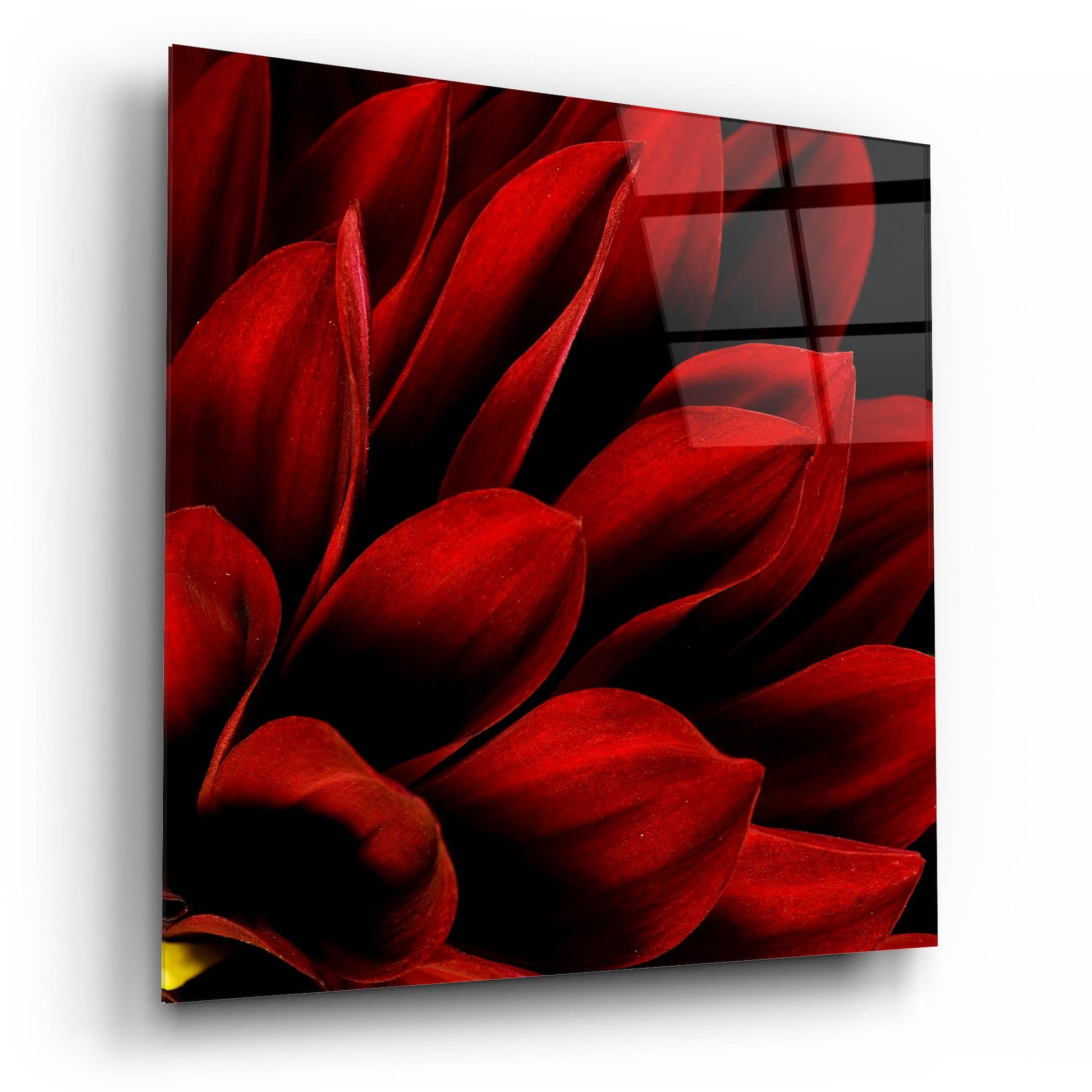 Epic Art 'Red Dahlia Close up' by Tom Quartermaine, Acrylic Glass Wall Art,12x12