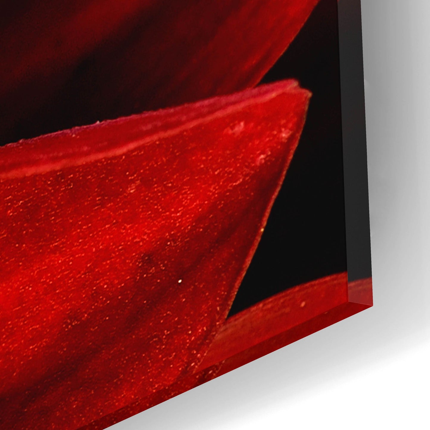 Epic Art 'Red Dahlia Close up' by Tom Quartermaine, Acrylic Glass Wall Art,12x12