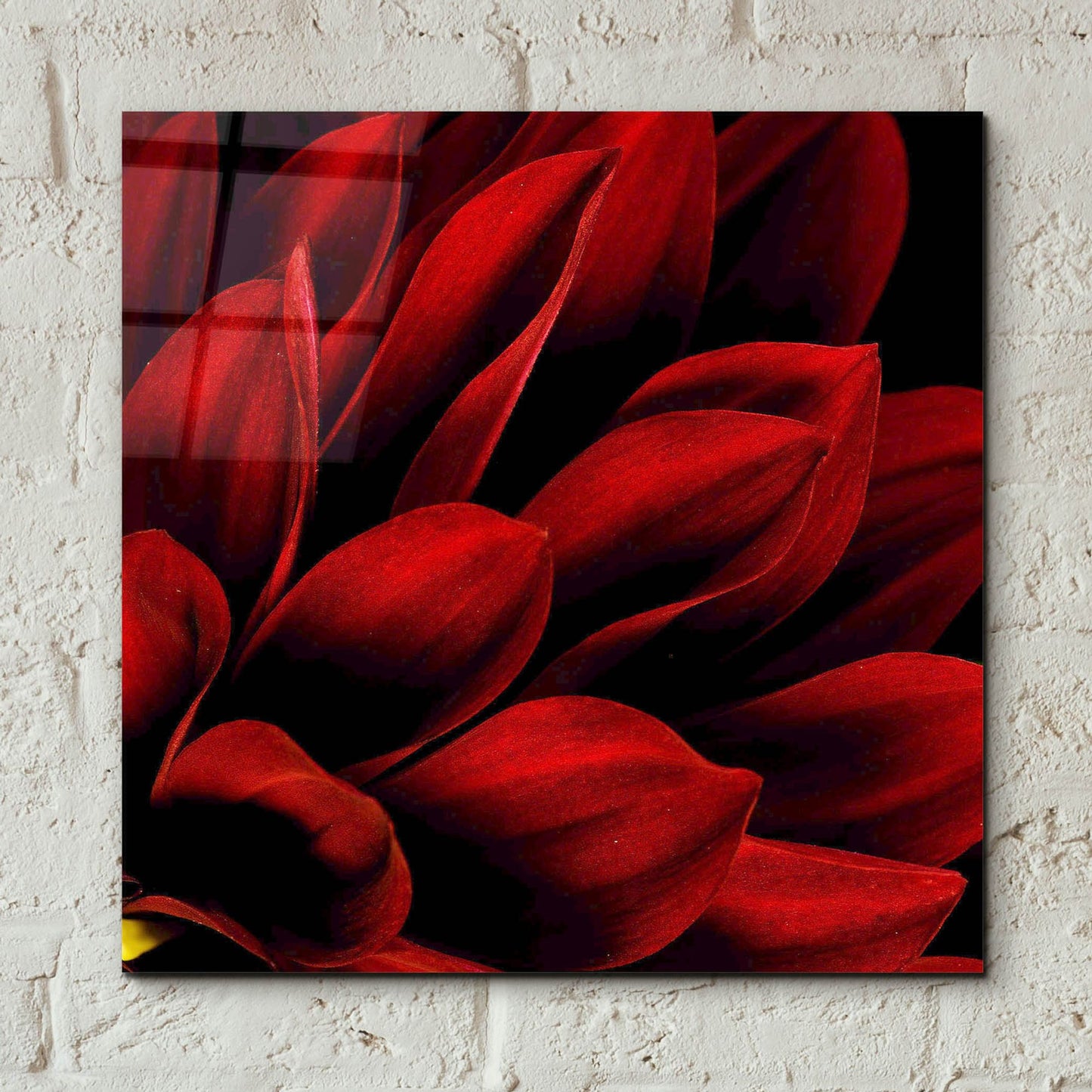 Epic Art 'Red Dahlia Close up' by Tom Quartermaine, Acrylic Glass Wall Art,12x12