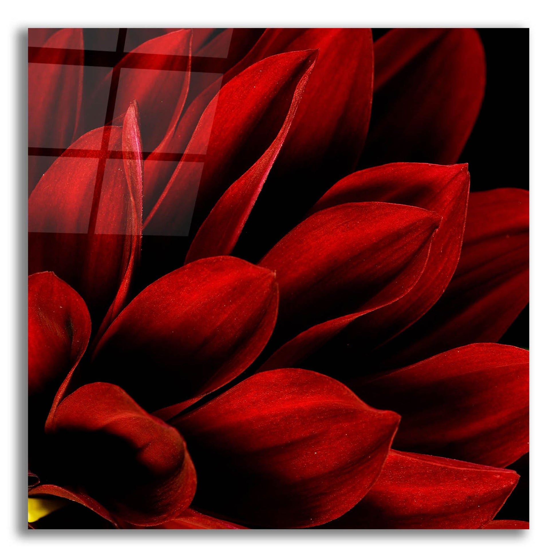 Epic Art 'Red Dahlia Close up' by Tom Quartermaine, Acrylic Glass Wall Art