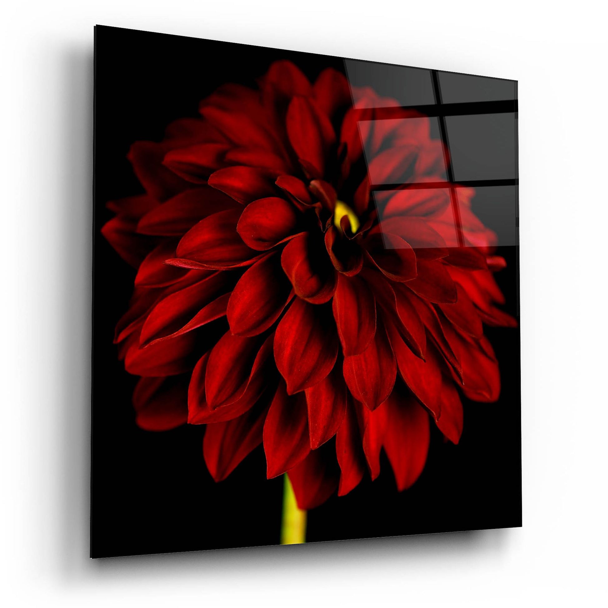 Epic Art 'Red Dahlia on Black 01' by Tom Quartermaine, Acrylic Glass Wall Art,12x12