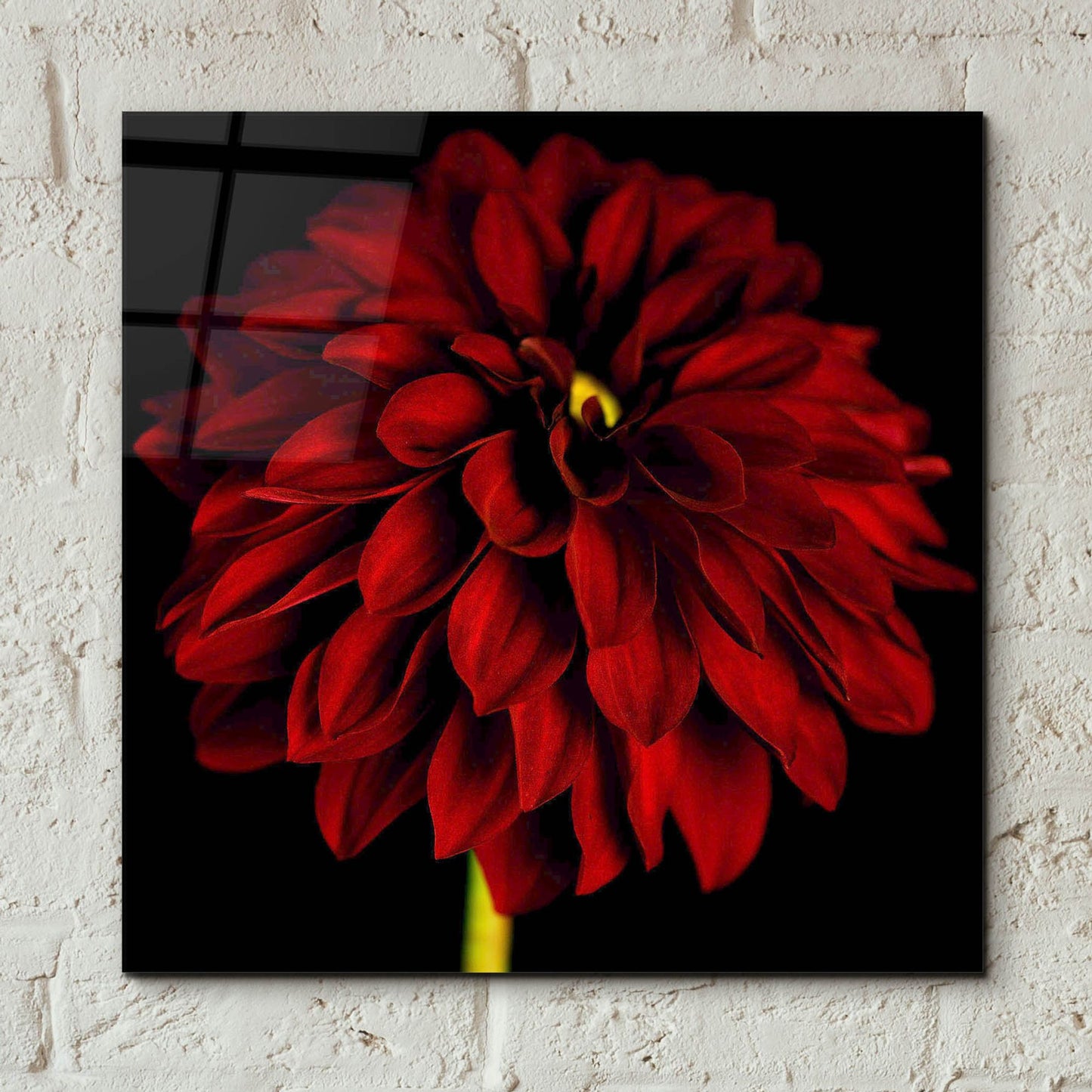 Epic Art 'Red Dahlia on Black 01' by Tom Quartermaine, Acrylic Glass Wall Art,12x12