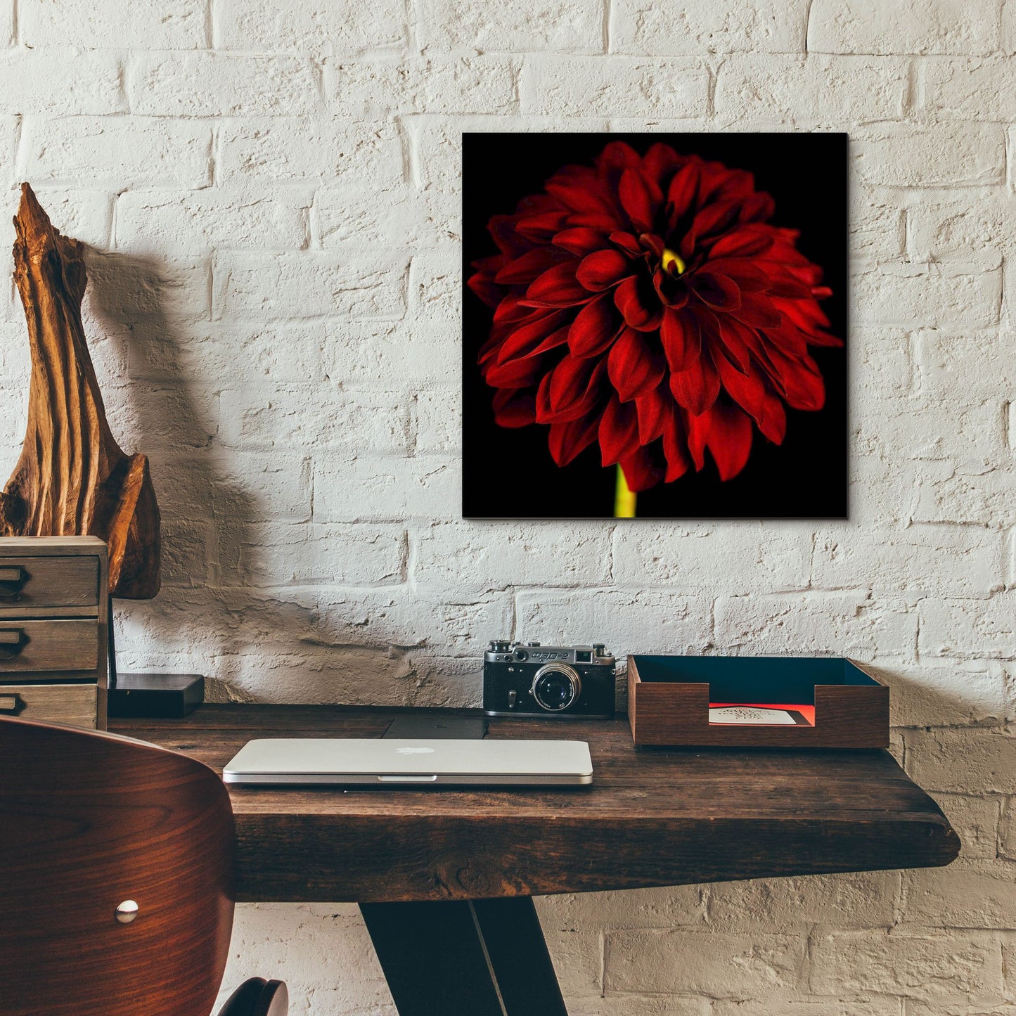 Epic Art 'Red Dahlia on Black 01' by Tom Quartermaine, Acrylic Glass Wall Art,12x12