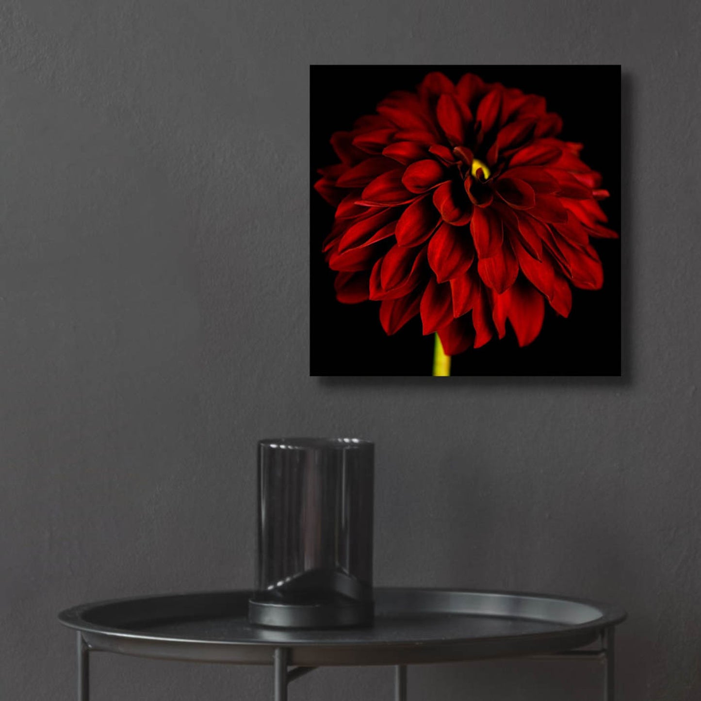 Epic Art 'Red Dahlia on Black 01' by Tom Quartermaine, Acrylic Glass Wall Art,12x12