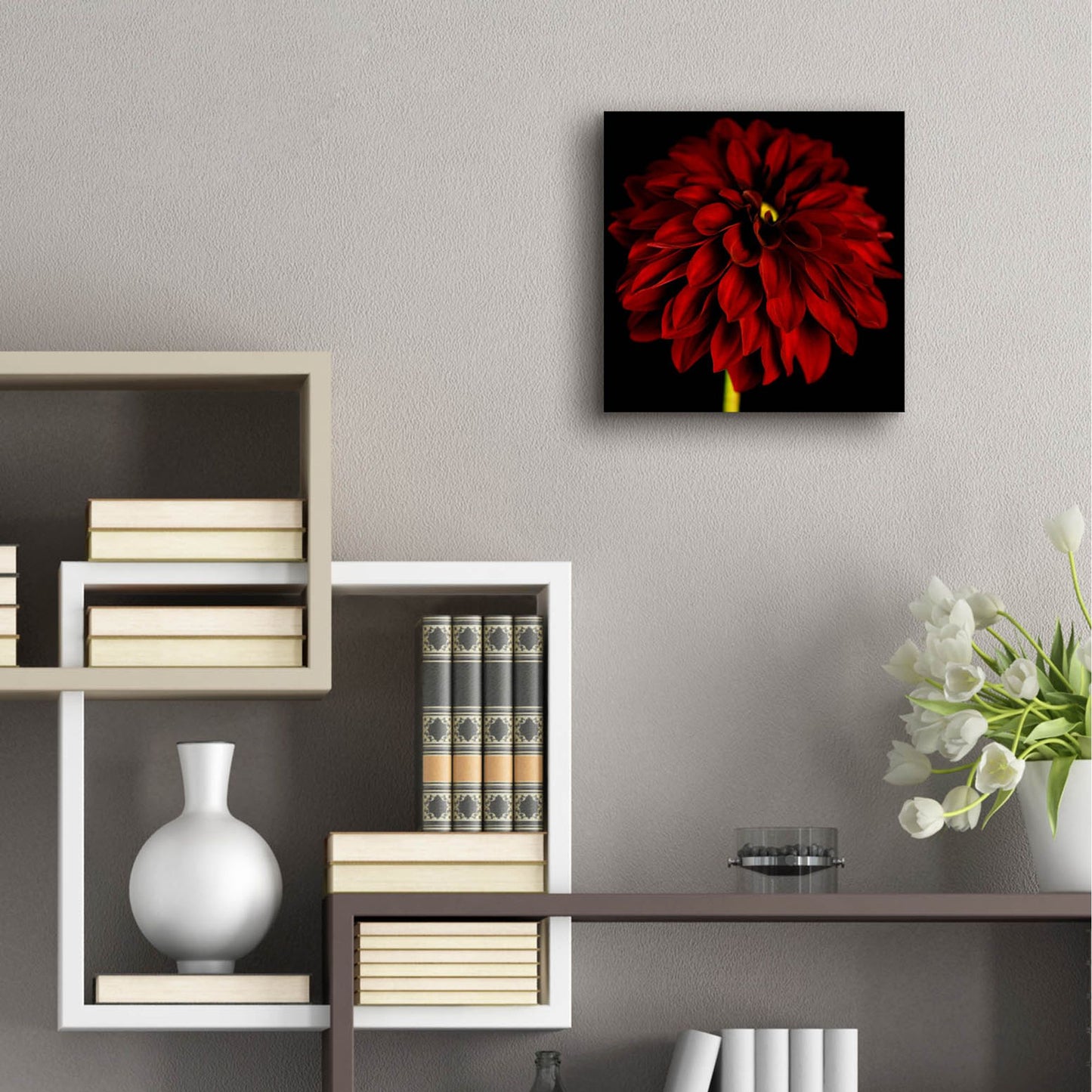 Epic Art 'Red Dahlia on Black 01' by Tom Quartermaine, Acrylic Glass Wall Art,12x12