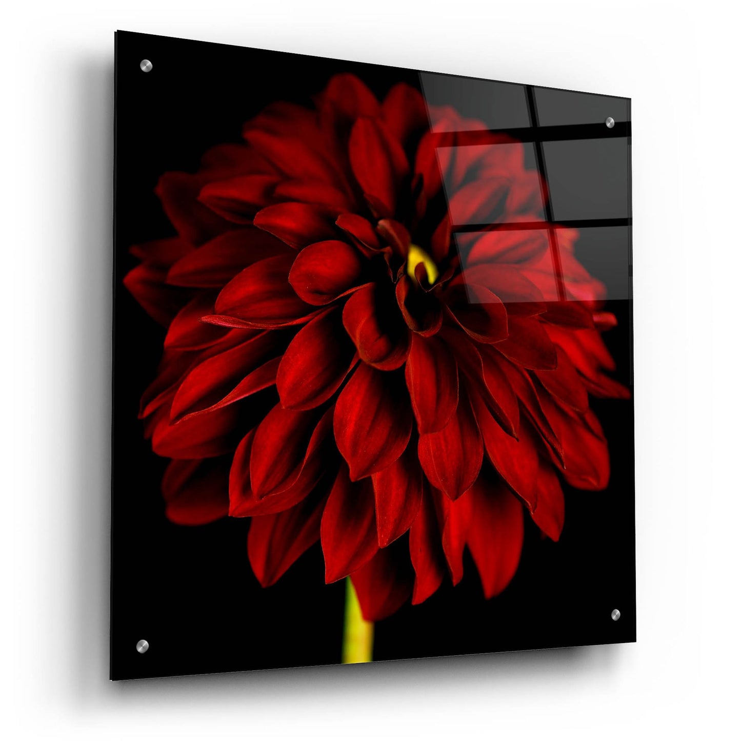 Epic Art 'Red Dahlia on Black 01' by Tom Quartermaine, Acrylic Glass Wall Art,24x24