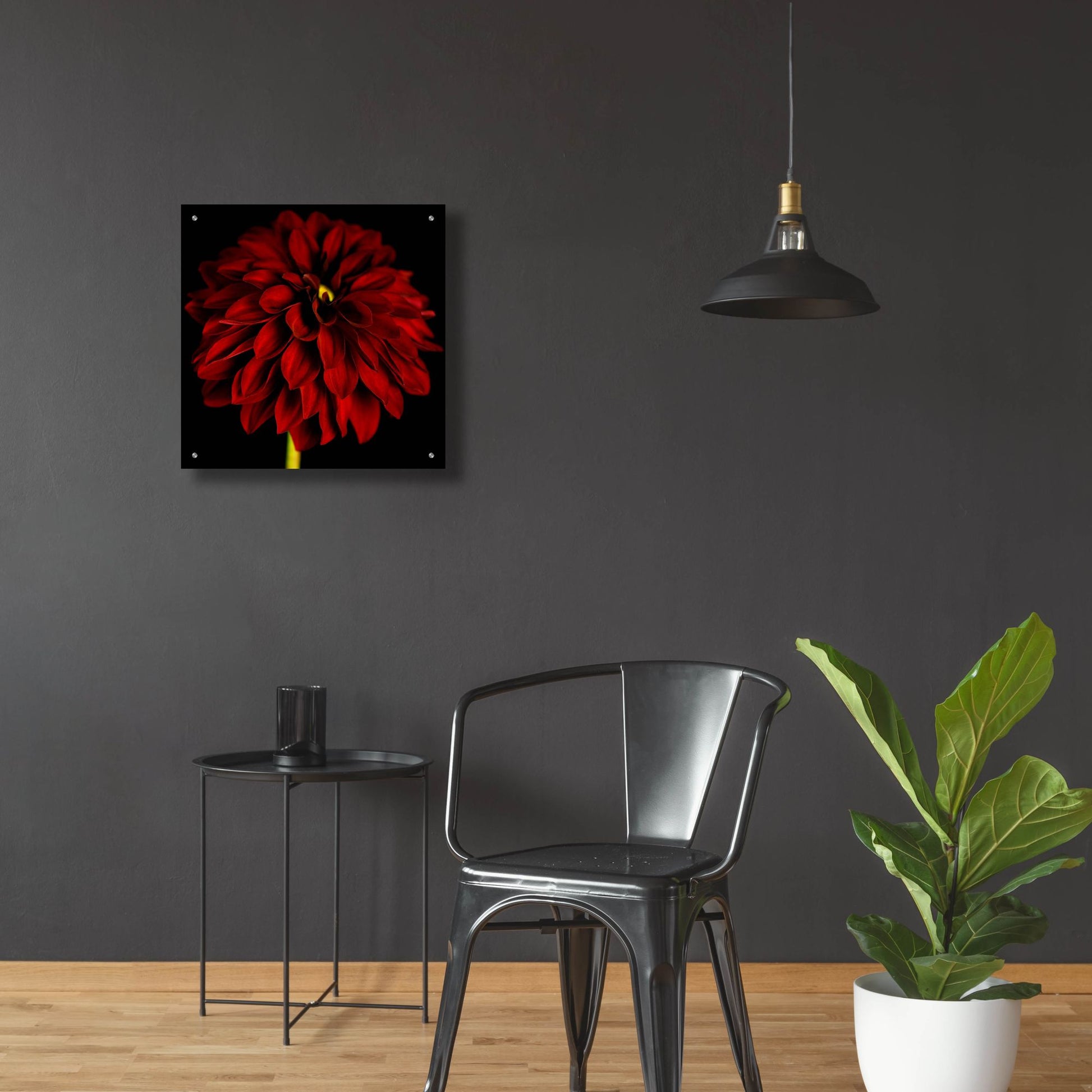 Epic Art 'Red Dahlia on Black 01' by Tom Quartermaine, Acrylic Glass Wall Art,24x24