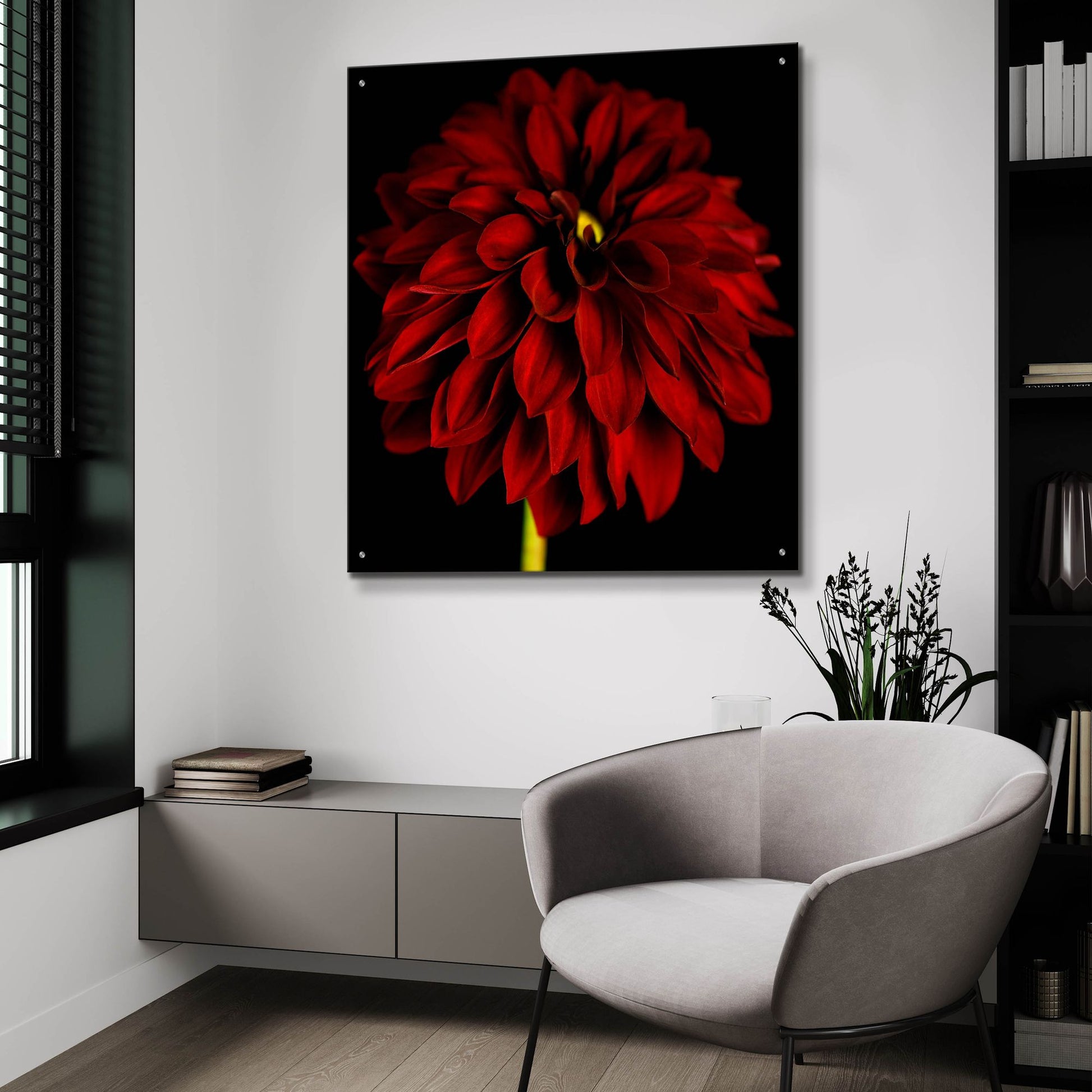 Epic Art 'Red Dahlia on Black 01' by Tom Quartermaine, Acrylic Glass Wall Art,36x36