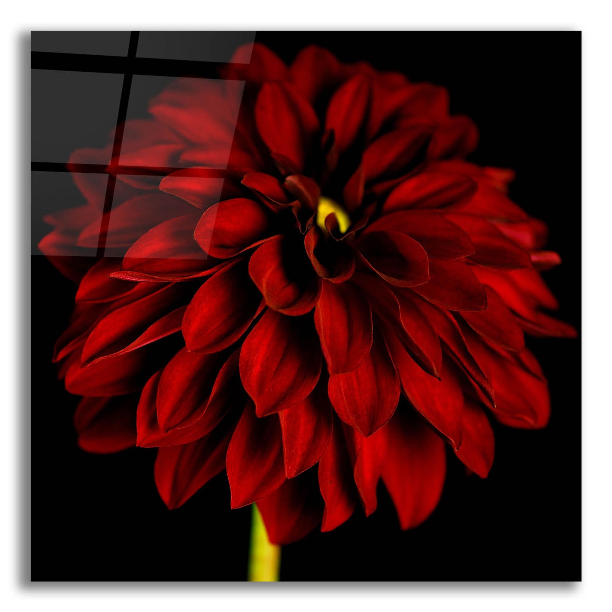 Epic Art 'Red Dahlia on Black 01' by Tom Quartermaine, Acrylic Glass Wall Art