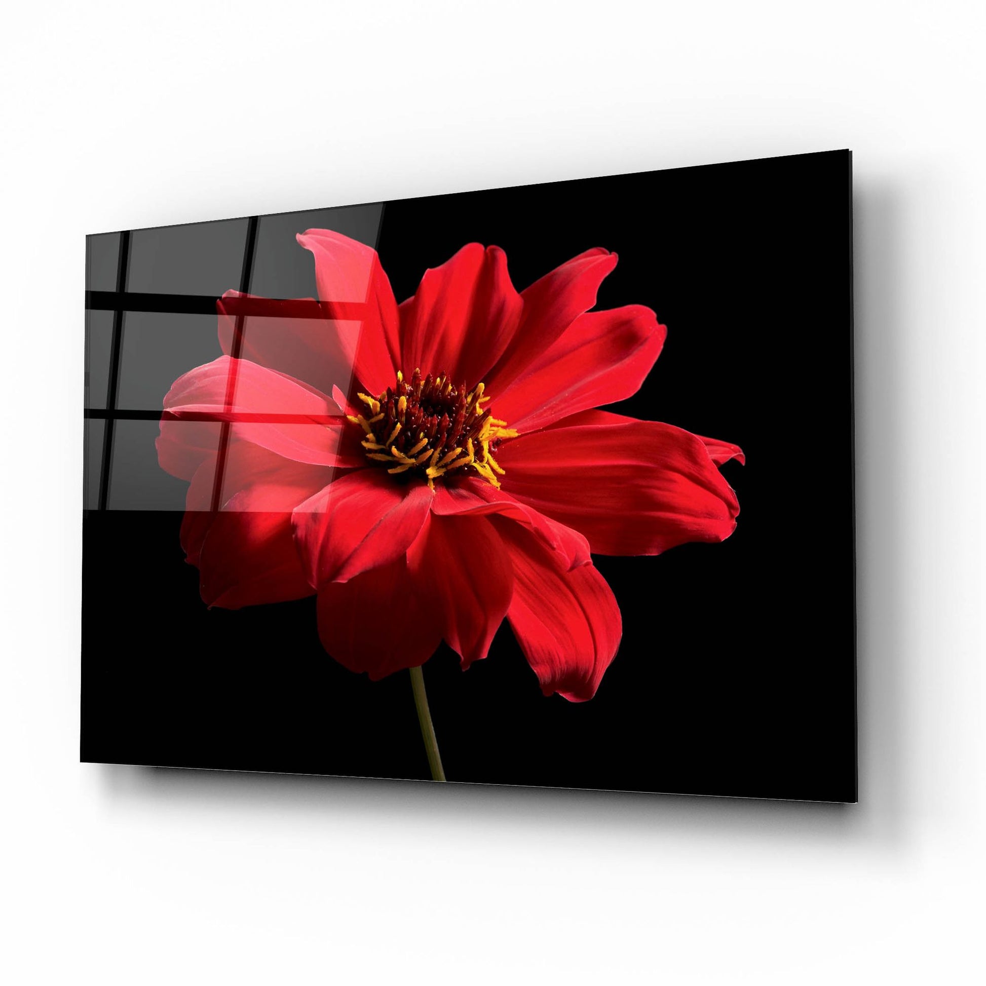 Epic Art 'Red Flower on Black 01' by Tom Quartermaine, Acrylic Glass Wall Art,16x12