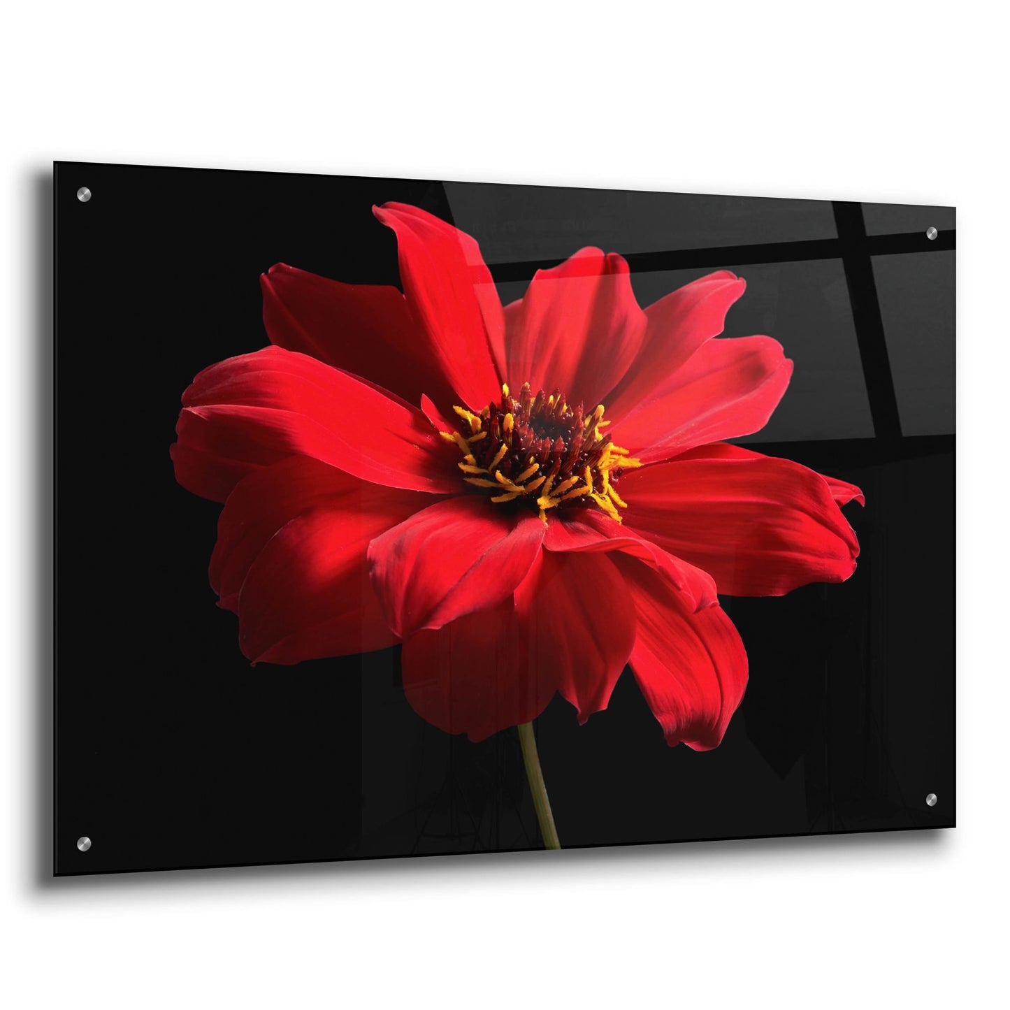 Epic Art 'Red Flower on Black 01' by Tom Quartermaine, Acrylic Glass Wall Art,36x24