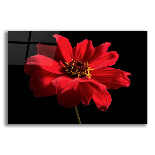 Epic Art 'Red Flower on Black 01' by Tom Quartermaine, Acrylic Glass Wall Art