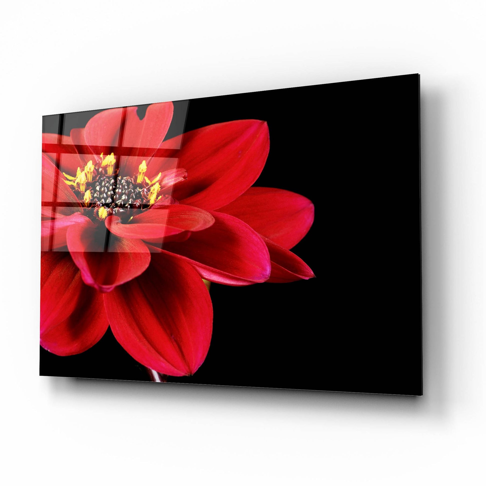 Epic Art 'Red Flower on Black 02' by Tom Quartermaine, Acrylic Glass Wall Art,16x12