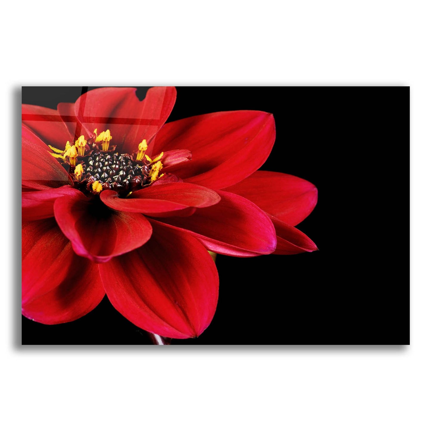 Epic Art 'Red Flower on Black 02' by Tom Quartermaine, Acrylic Glass Wall Art,24x16