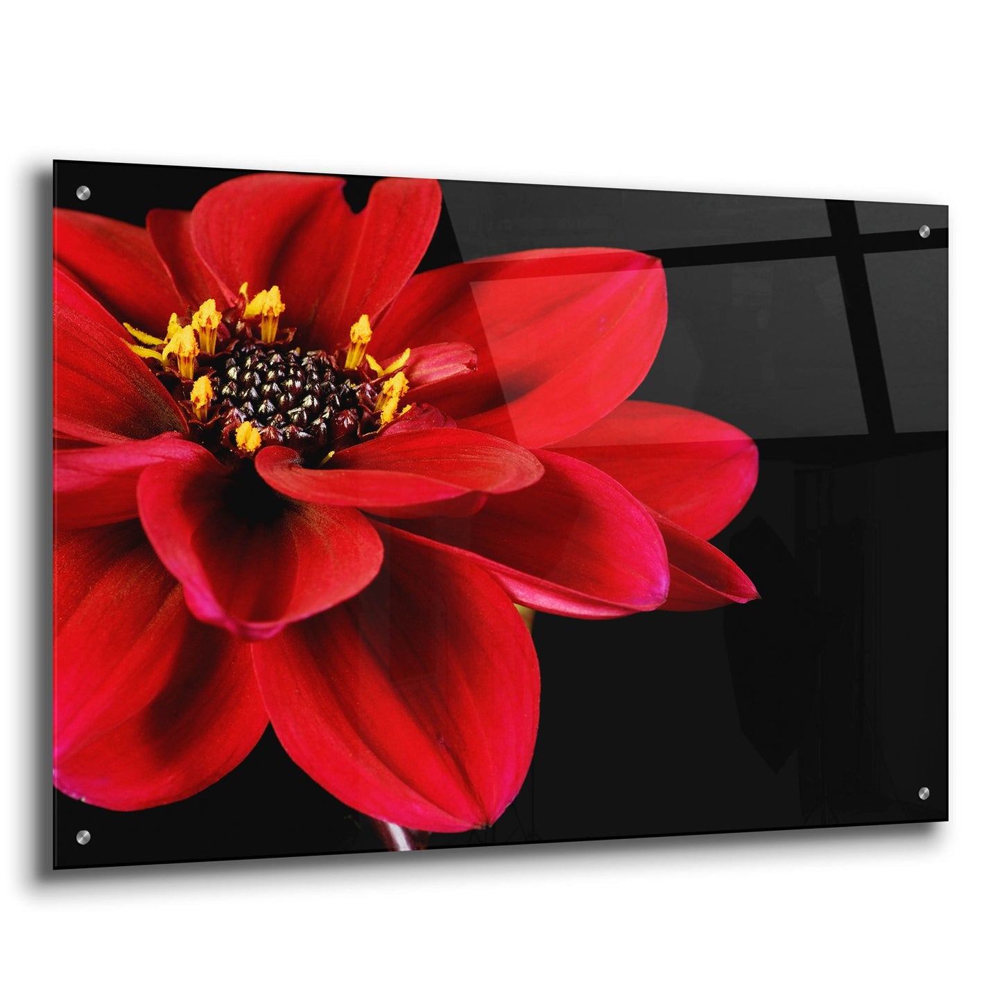 Epic Art 'Red Flower on Black 02' by Tom Quartermaine, Acrylic Glass Wall Art,36x24