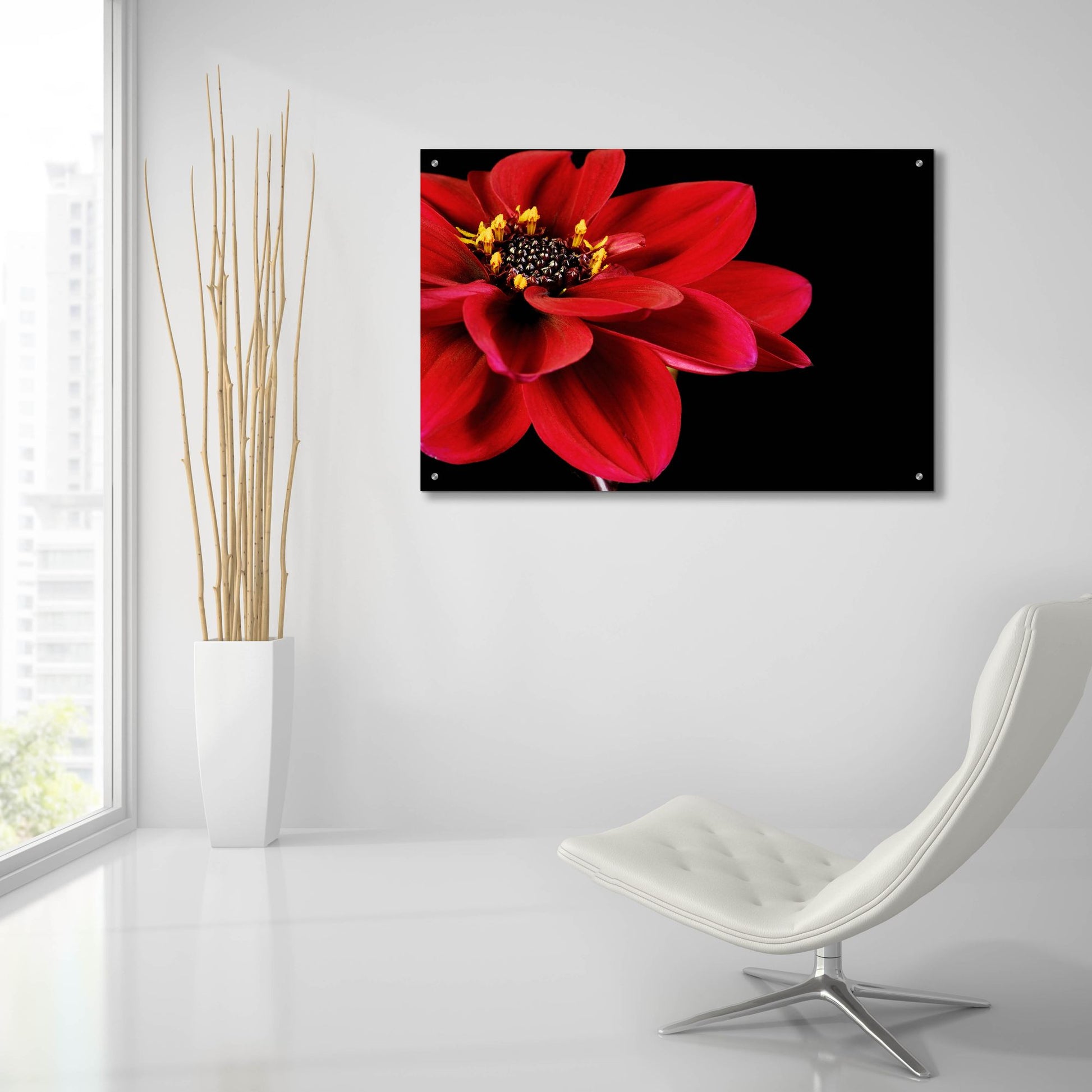 Epic Art 'Red Flower on Black 02' by Tom Quartermaine, Acrylic Glass Wall Art,36x24