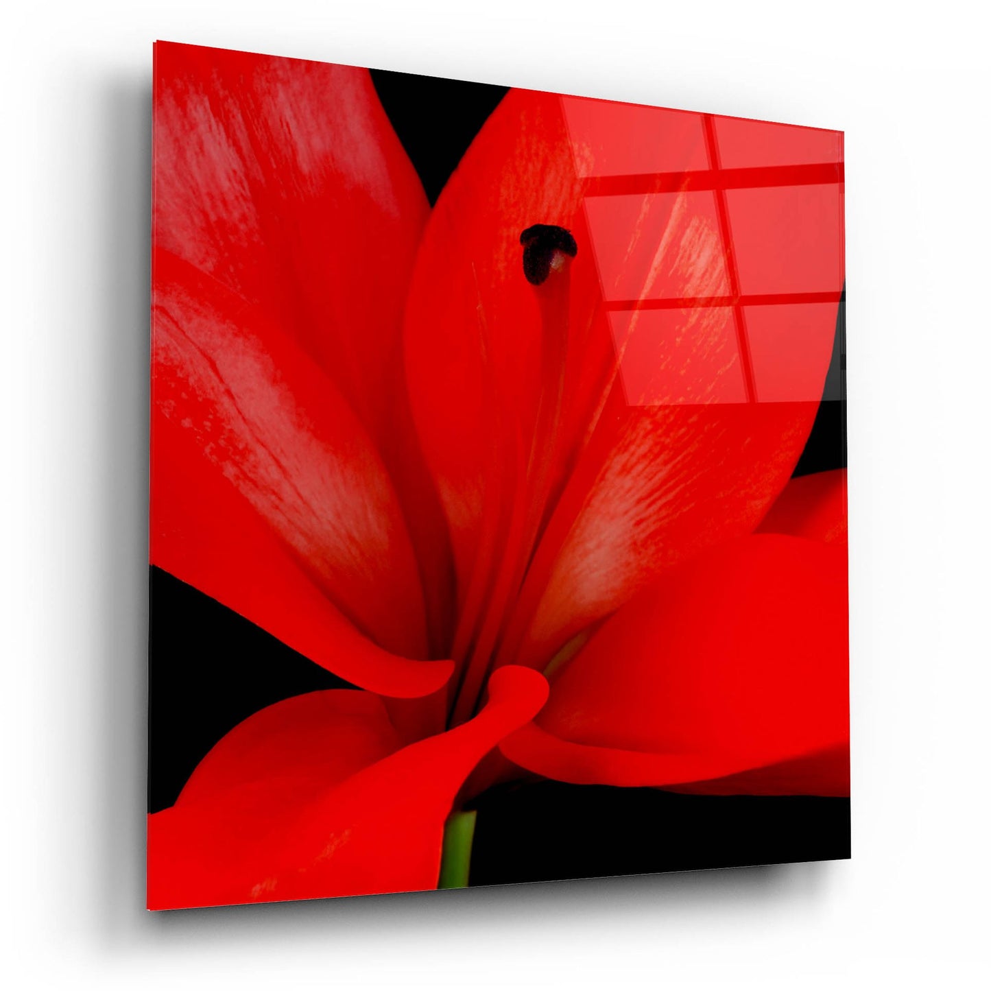 Epic Art 'Red Flower on Black 03' by Tom Quartermaine, Acrylic Glass Wall Art,12x12