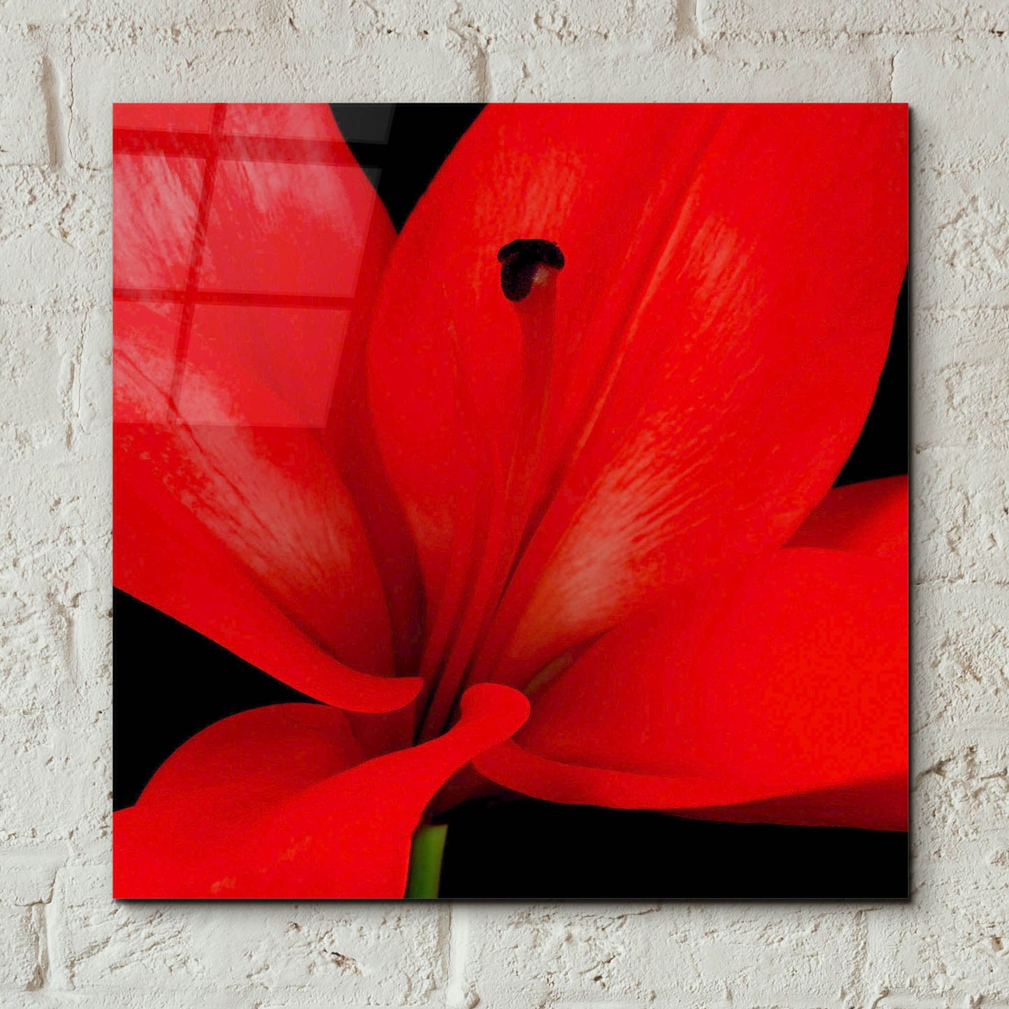 Epic Art 'Red Flower on Black 03' by Tom Quartermaine, Acrylic Glass Wall Art,12x12