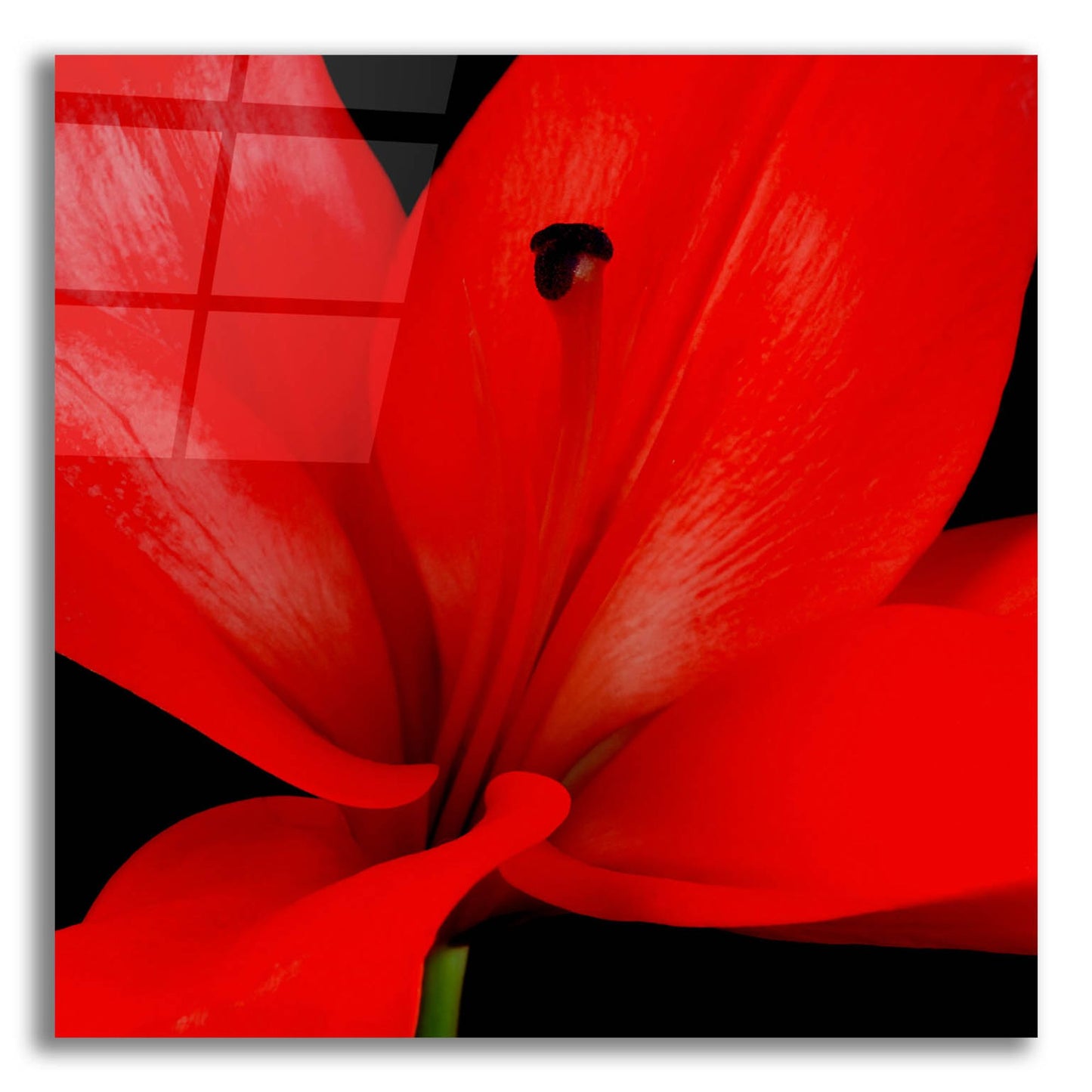 Epic Art 'Red Flower on Black 03' by Tom Quartermaine, Acrylic Glass Wall Art