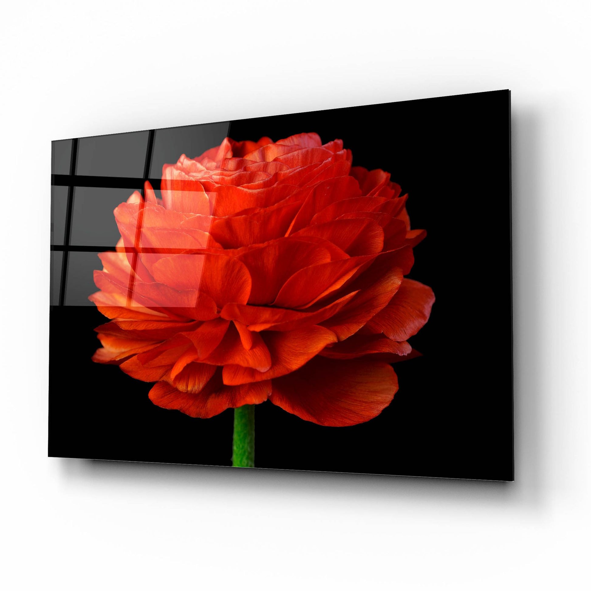 Epic Art 'Red Flower on Black 04' by Tom Quartermaine, Acrylic Glass Wall Art,16x12