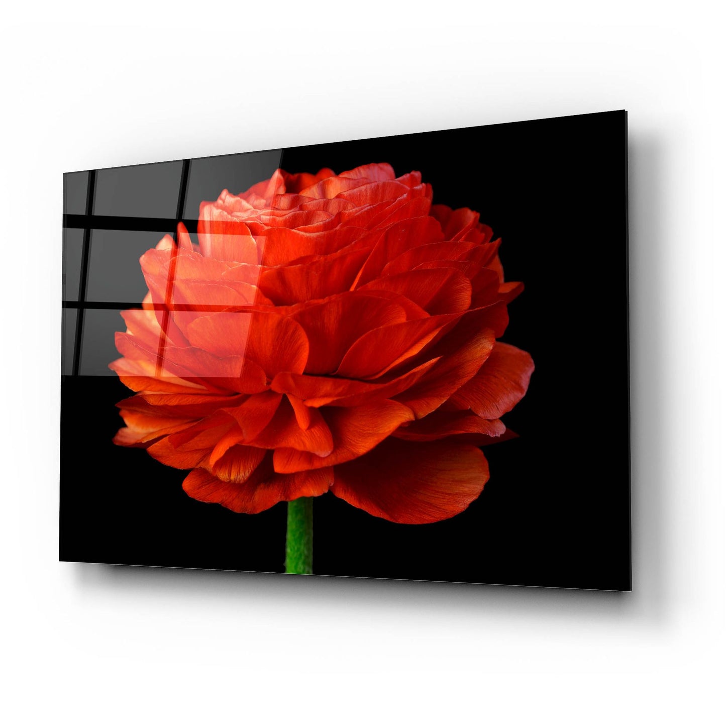 Epic Art 'Red Flower on Black 04' by Tom Quartermaine, Acrylic Glass Wall Art,24x16