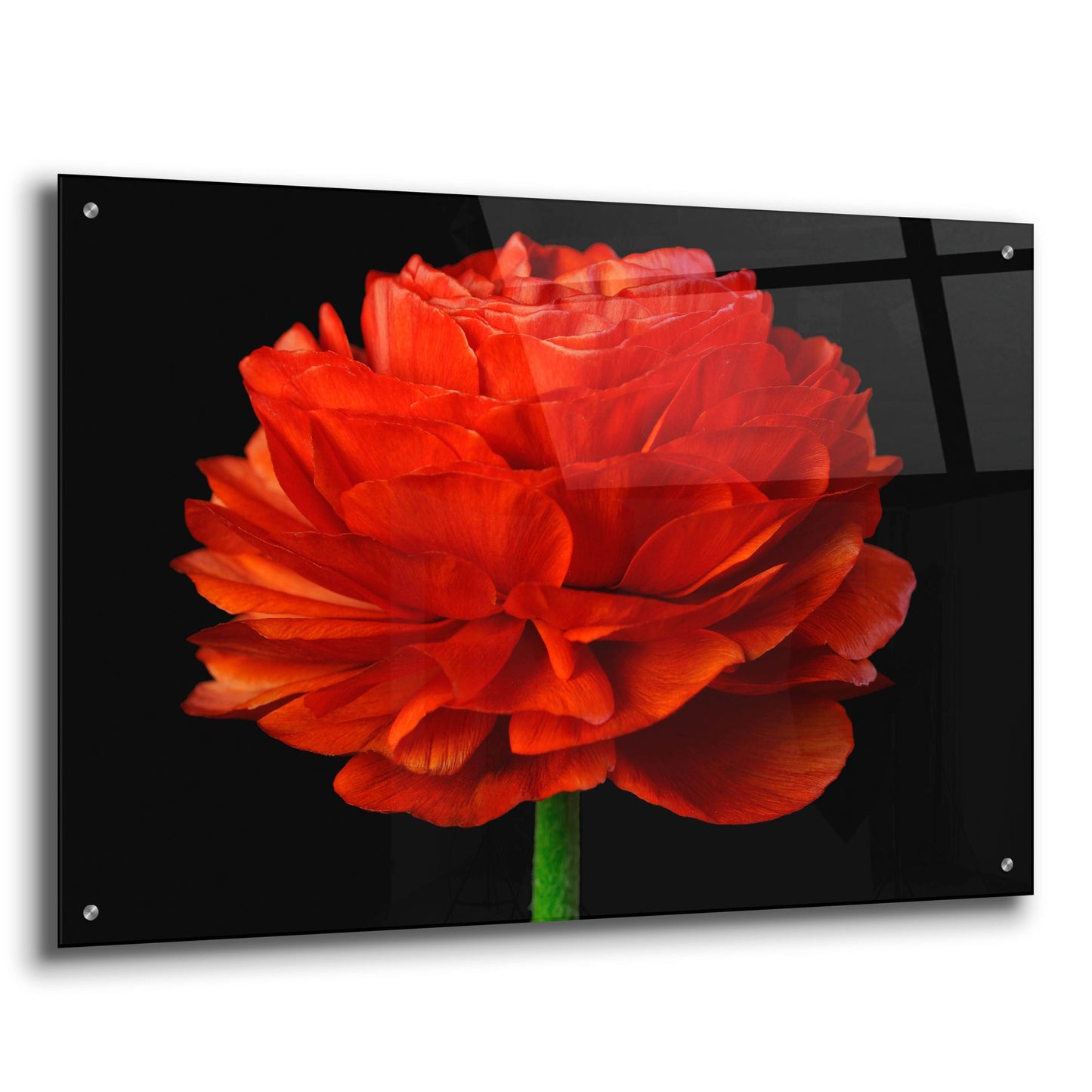 Epic Art 'Red Flower on Black 04' by Tom Quartermaine, Acrylic Glass Wall Art,36x24