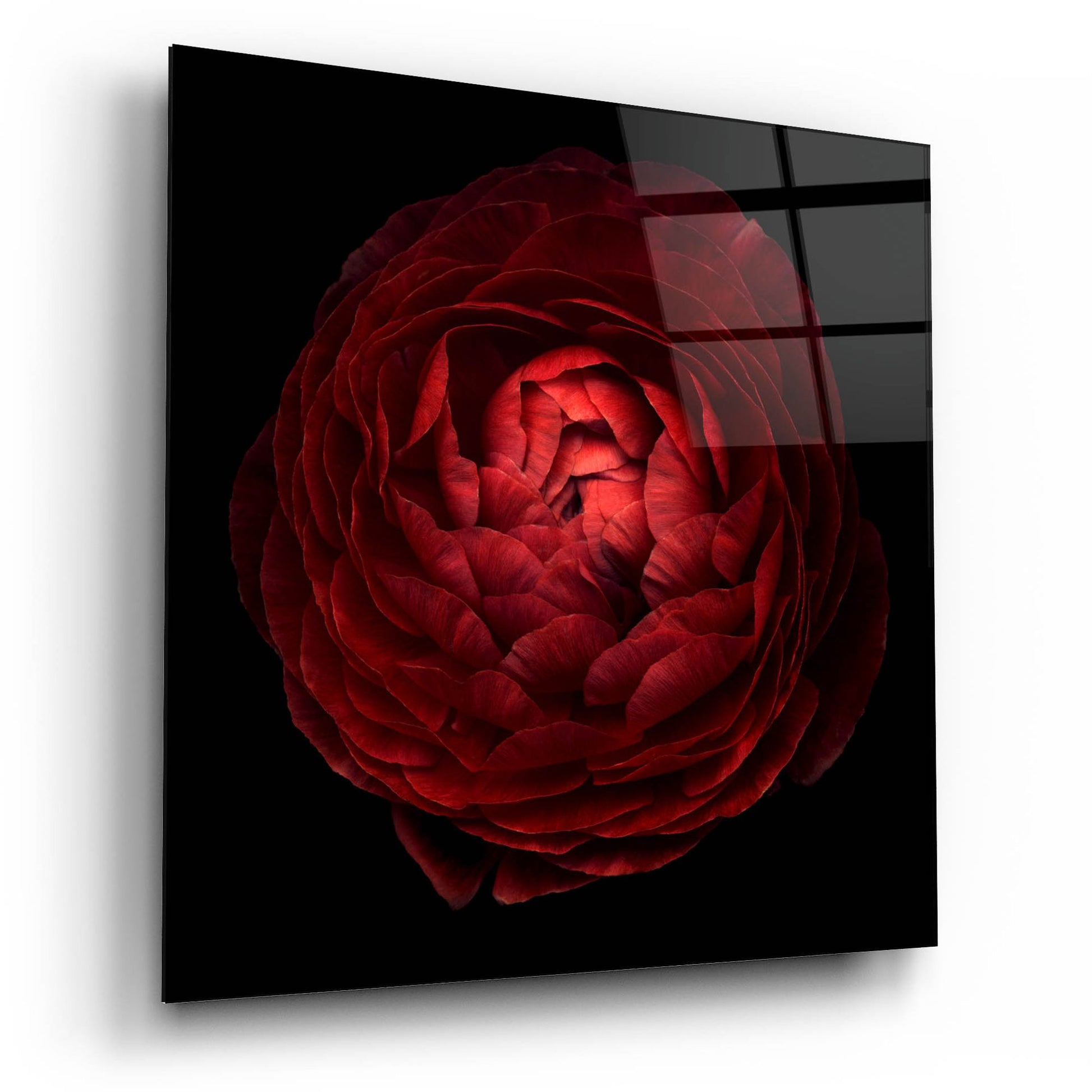 Epic Art 'Red Flower on Black 05' by Tom Quartermaine, Acrylic Glass Wall Art,12x12