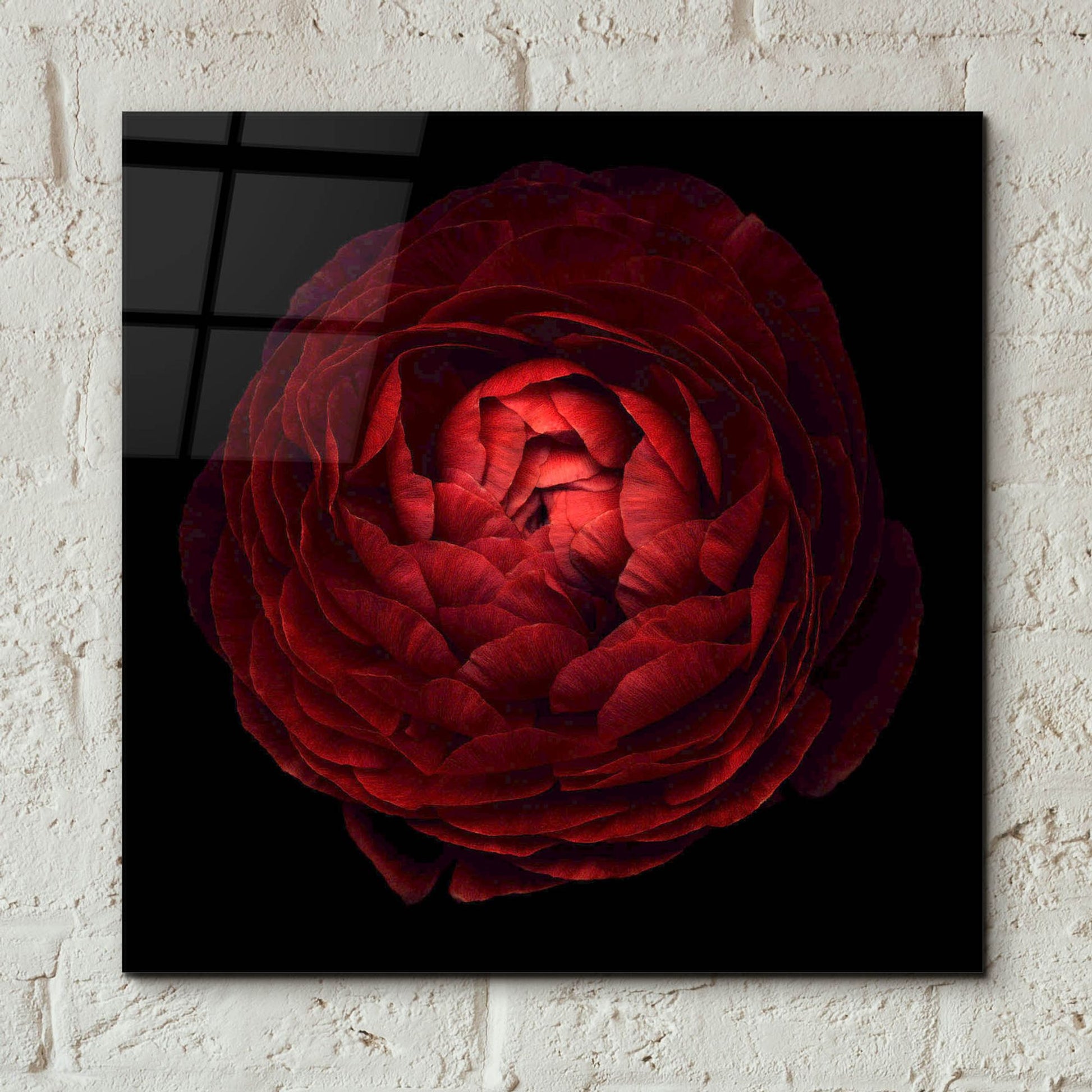 Epic Art 'Red Flower on Black 05' by Tom Quartermaine, Acrylic Glass Wall Art,12x12